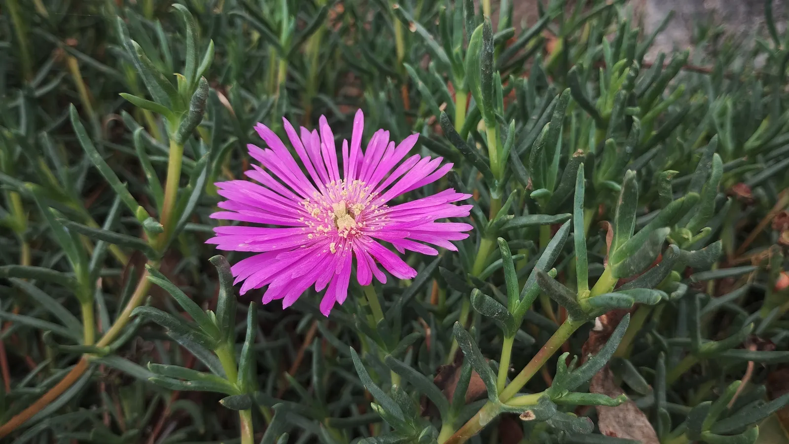 Trailing Ice Plant (Lampranthus Spectabilis) — this succulent reaches about 6 inches in height and spreads outwards up to 24 inches