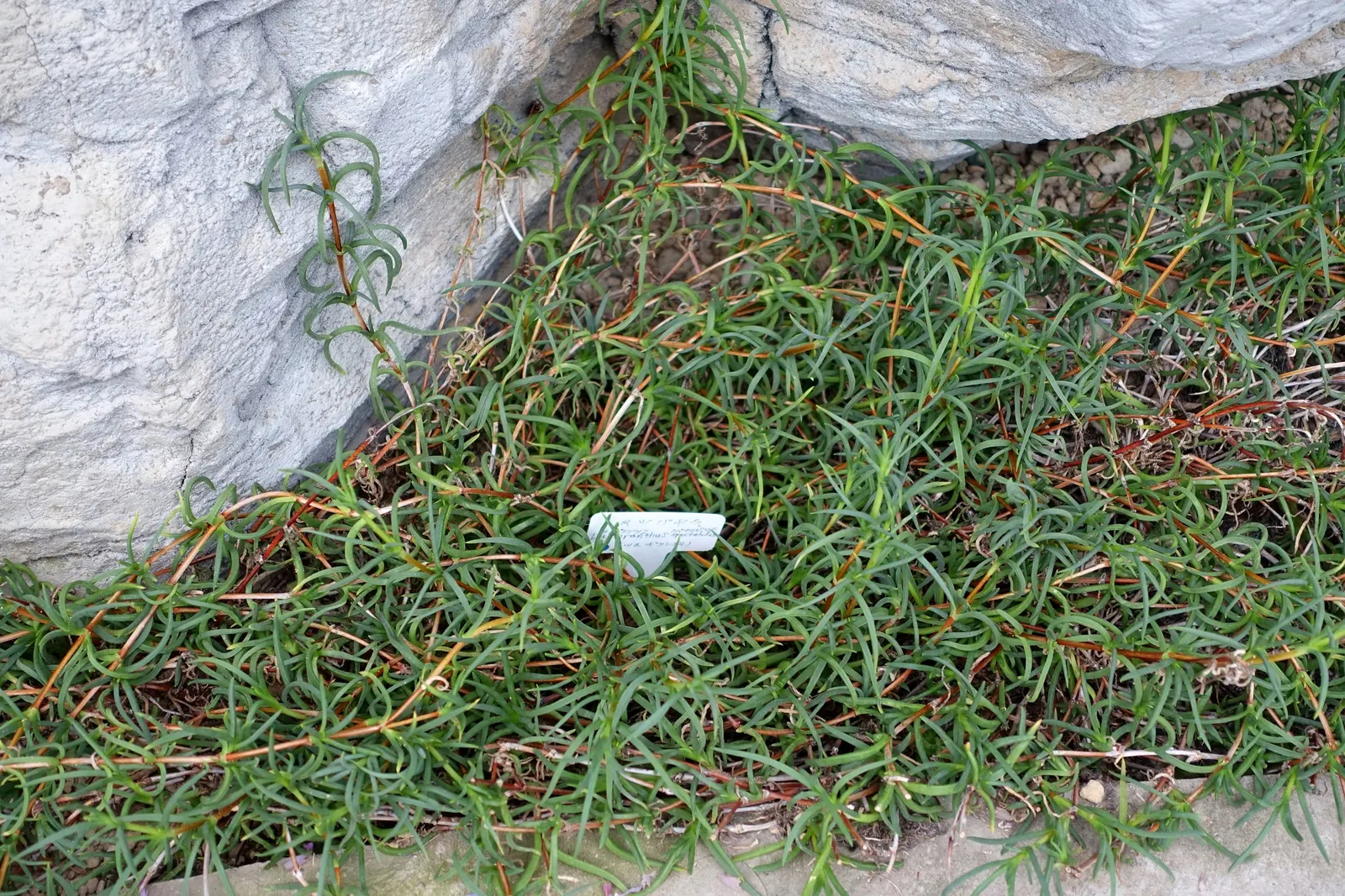 Trailing Ice Plant (Lampranthus Spectabilis) — which allows the plant to thrive in drought-prone conditions