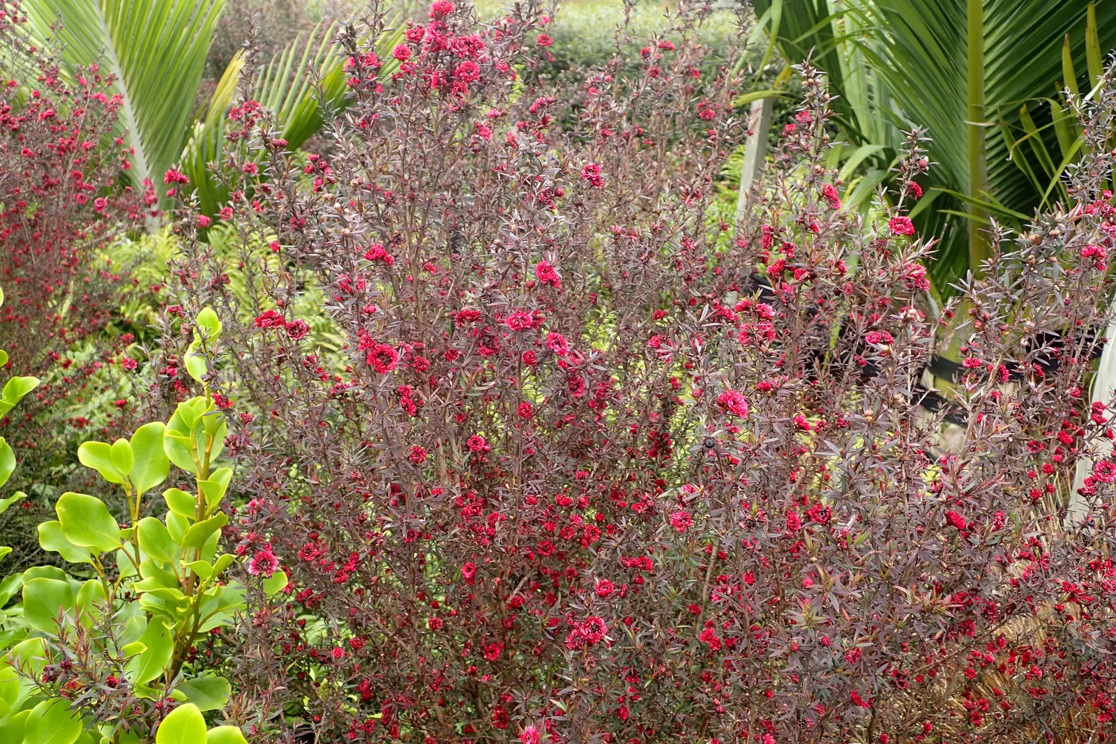 Burgundy Queen Tea Tree (Leptospermum Scoparium 'Burgundy Queen') — The Leptospermum scoparium 'Burgundy Queen,' or Tea Tree Red Damask, is a striking