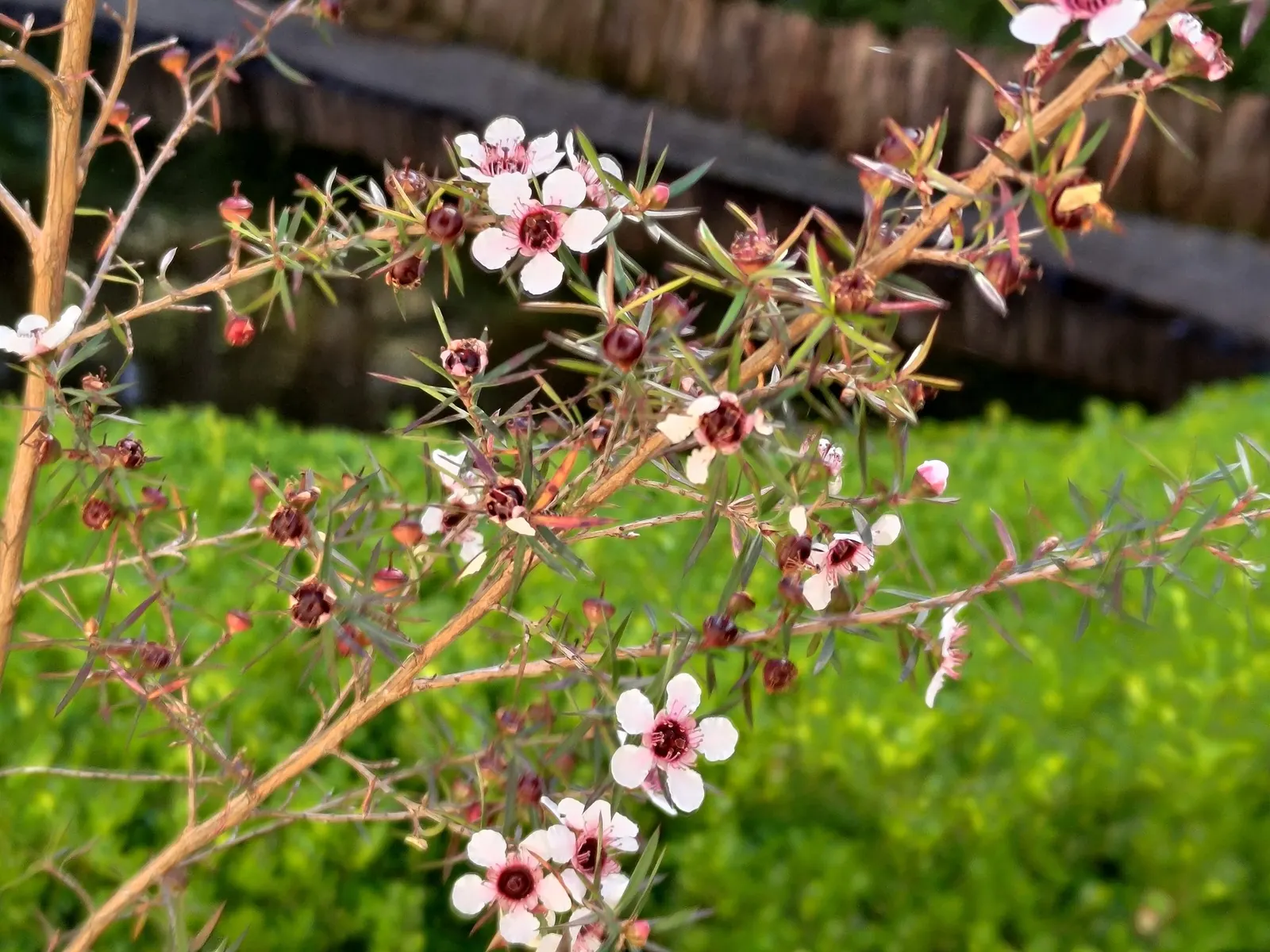 Burgundy Queen Tea Tree (Leptospermum Scoparium 'Burgundy Queen') — with its opulent deep burgundy-hued flowers that blossom generously in late spring to early