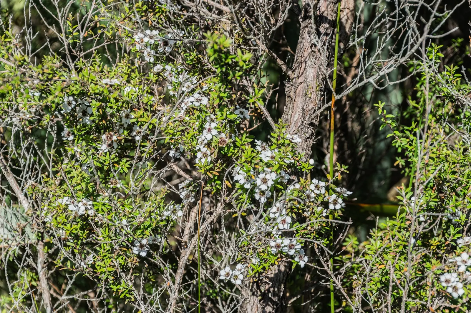 Burgundy Queen Tea Tree (Leptospermum Scoparium 'Burgundy Queen') — Mature size reaches up to 10 feet tall and 8 feet wide