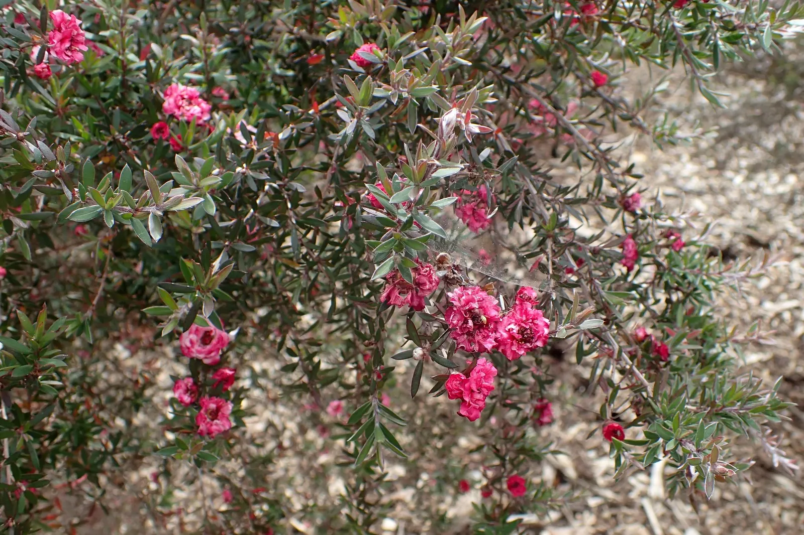 Burgundy Queen Tea Tree (Leptospermum Scoparium 'Burgundy Queen') — This ornamental prefers full sun and well-drained soil