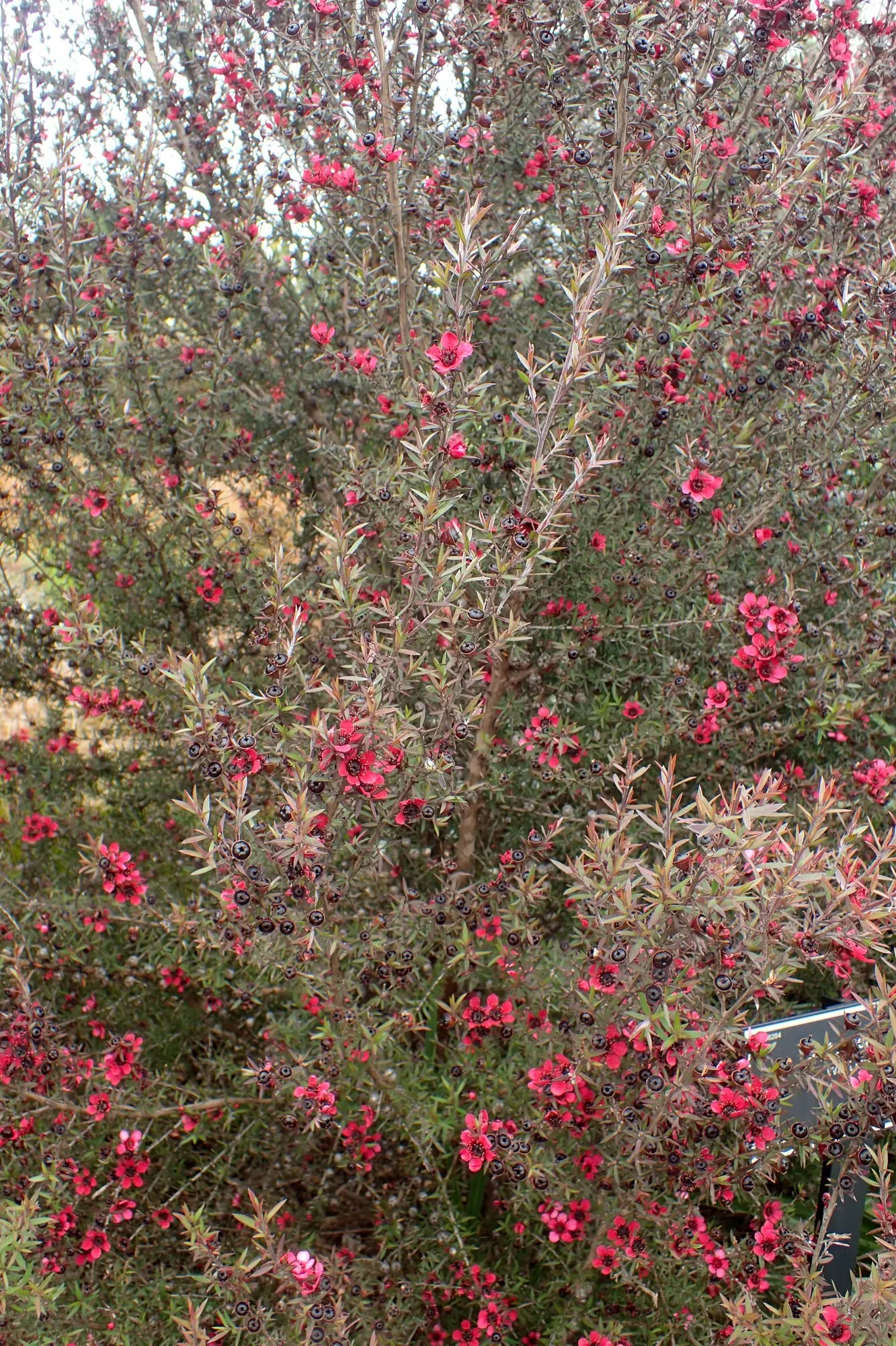 Burgundy Queen Tea Tree (Leptospermum Scoparium 'Burgundy Queen') — scientifically named Leptospermum scoparium 'Burgundy Queen'