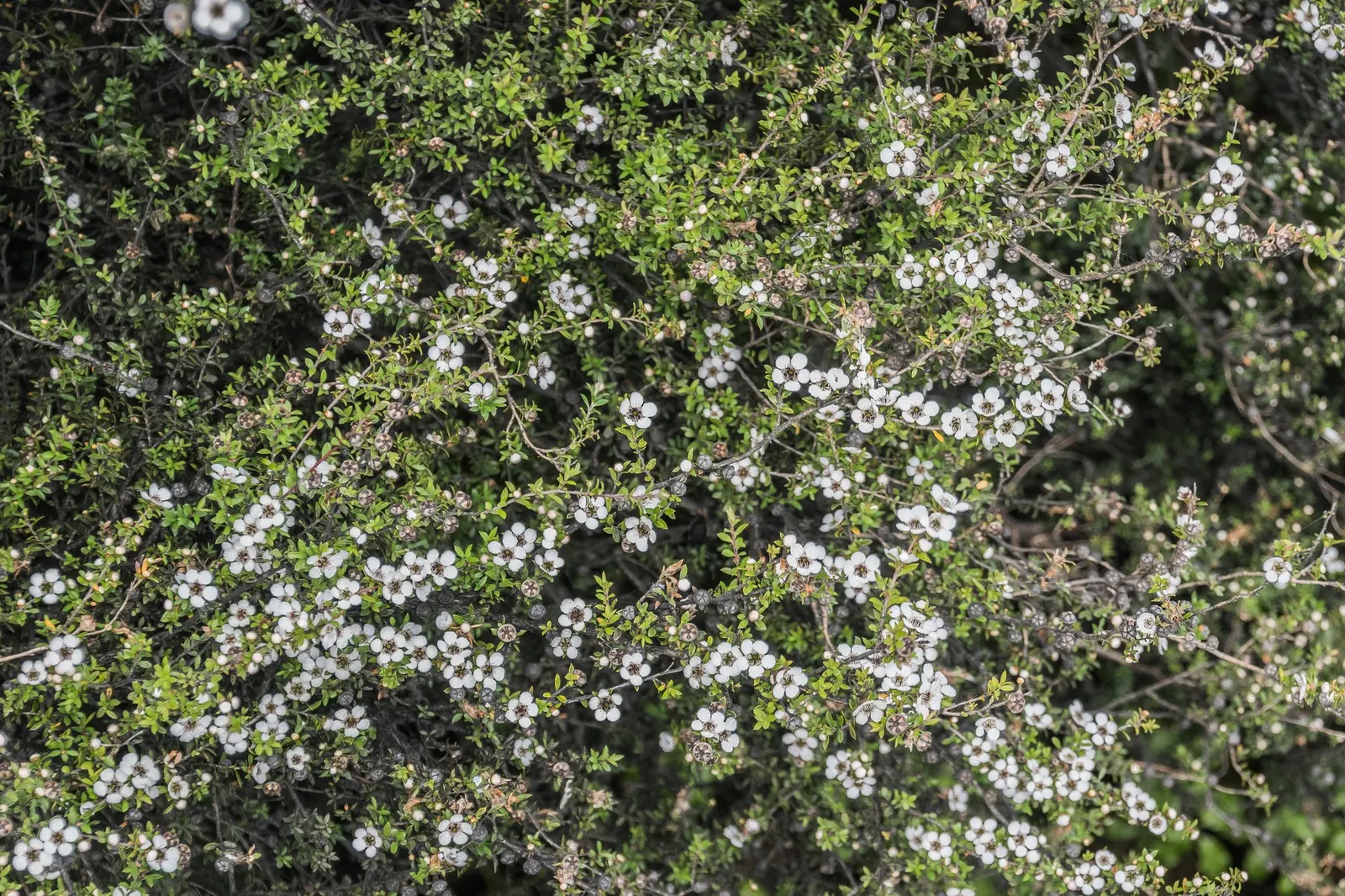Burgundy Queen Tea Tree (Leptospermum Scoparium 'Burgundy Queen') — It's hardy to USDA zones 9 through 11, indicative of its preference for warmer climates