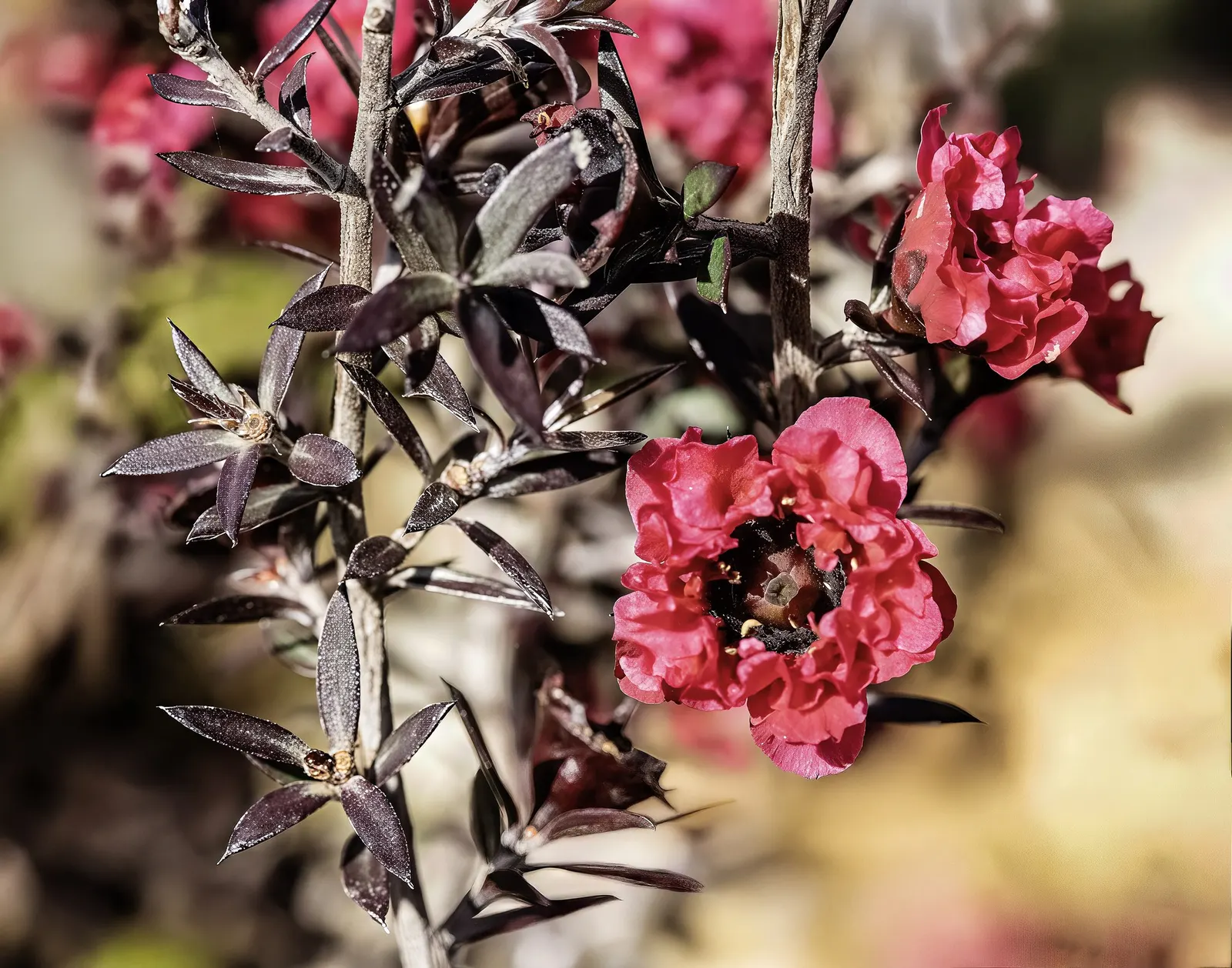 Burgundy Queen Tea Tree (Leptospermum Scoparium 'Burgundy Queen') — <br><br>When designing a garden or informing a client