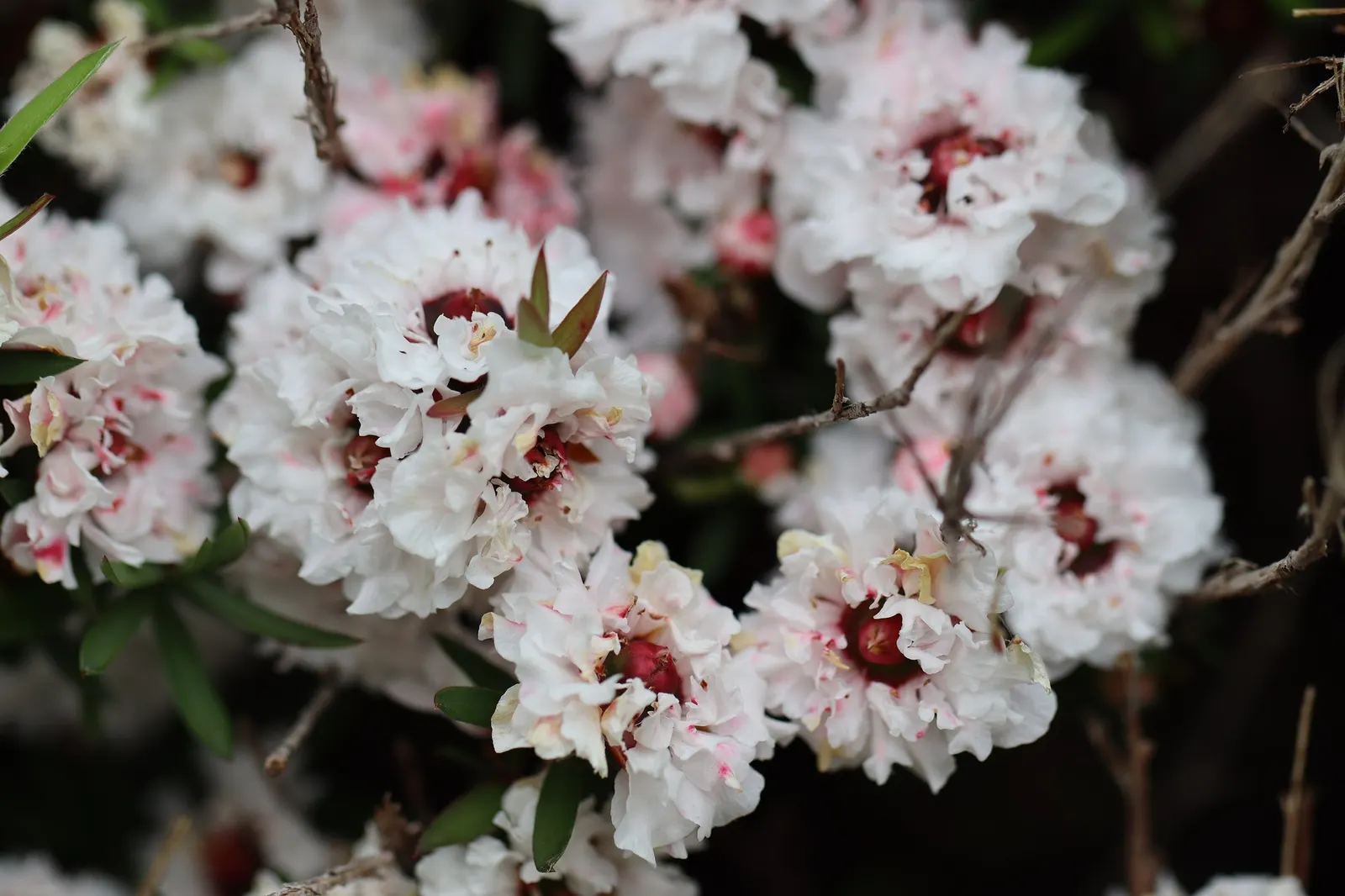 Burgundy Queen Tea Tree (Leptospermum Scoparium 'Burgundy Queen') — making it suitable for various landscape applications