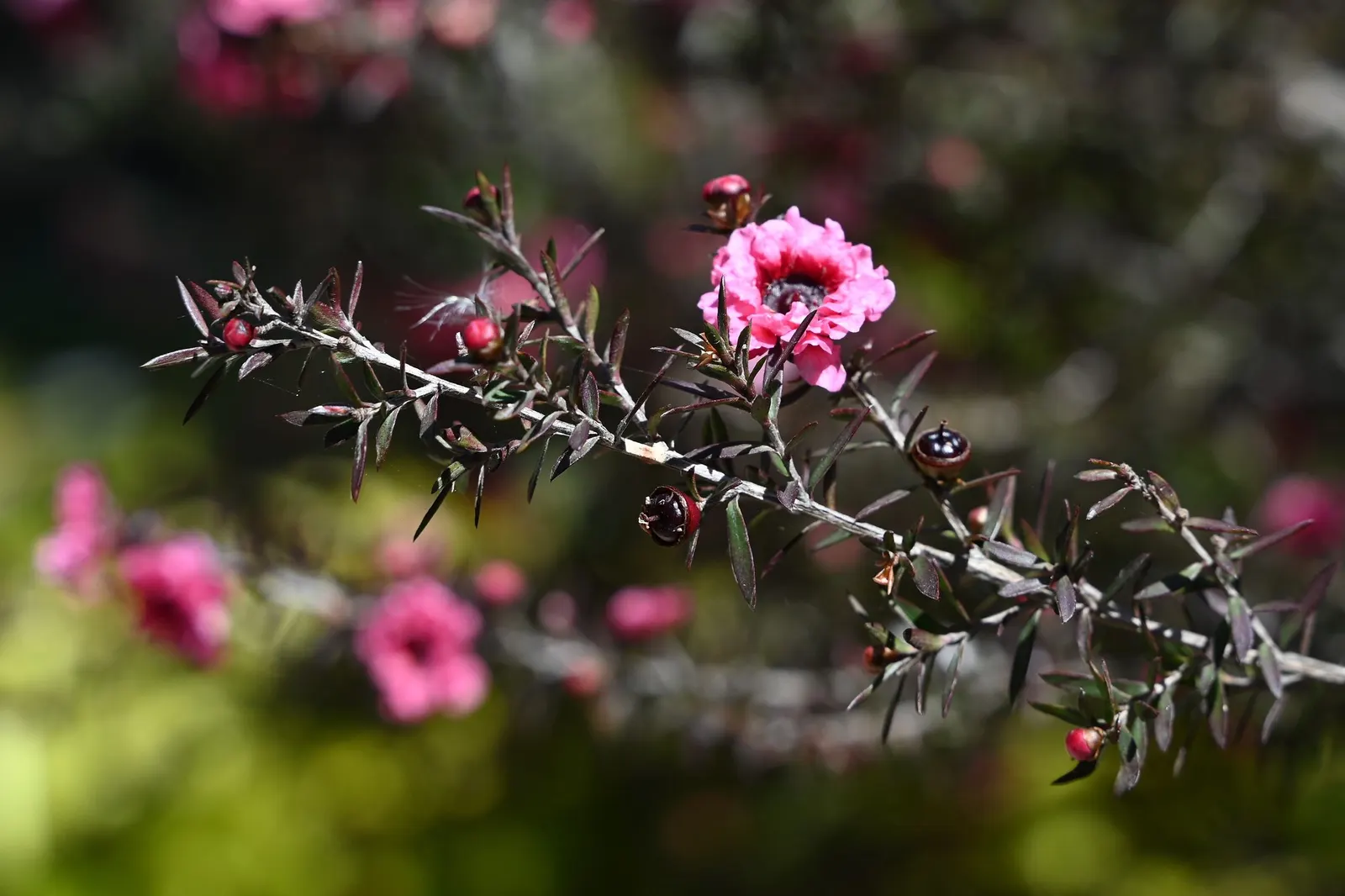 Burgundy Queen Tea Tree (Leptospermum Scoparium 'Burgundy Queen') — The Tea Tree 'Red Damask'