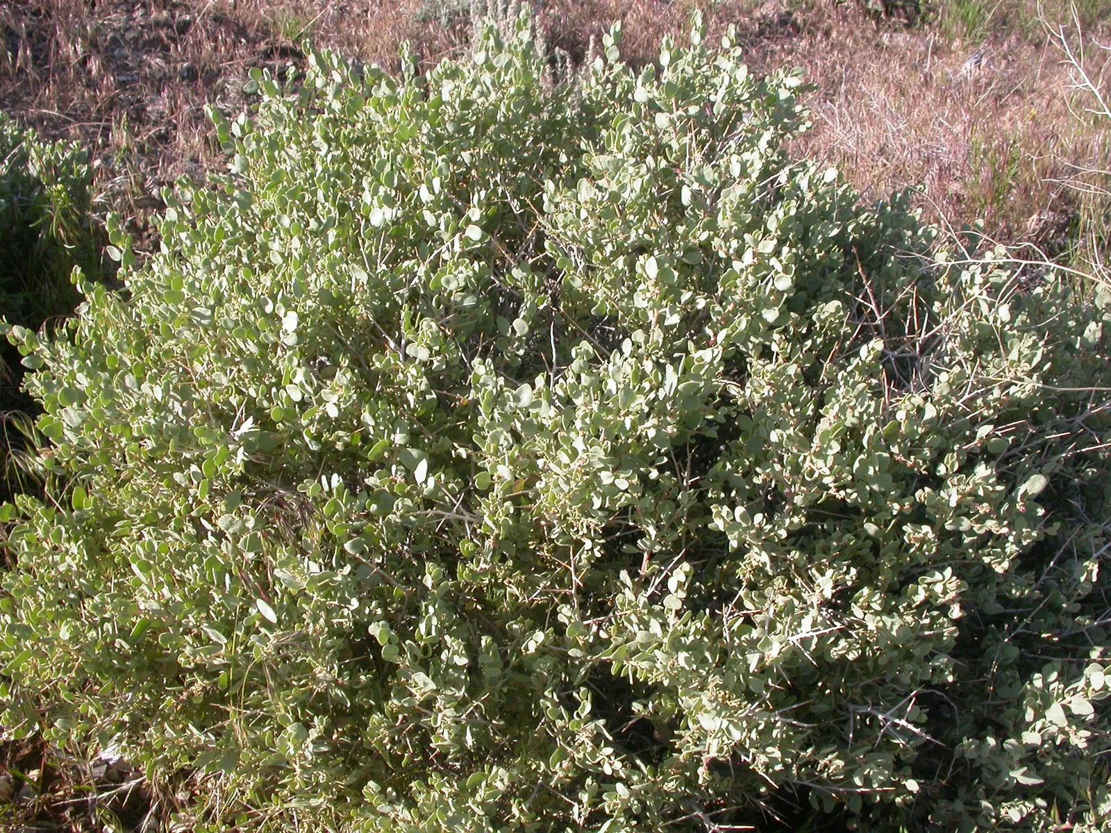 Shadscale (Atriplex Confertifolia) — yellow flowers in the garden