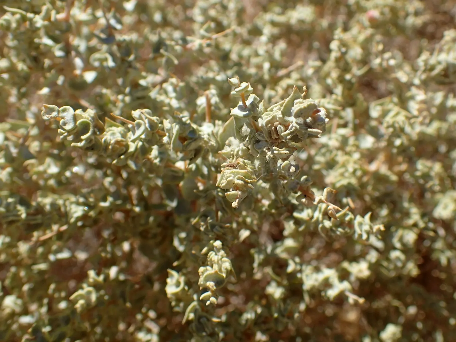 Shadscale (Atriplex Confertifolia) — Adapted to harsh conditions