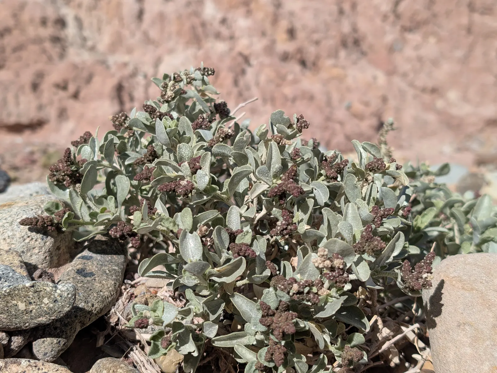 Shadscale (Atriplex Confertifolia) — It typically reaches 1-3 ft in height and spreads 2-4 ft wide