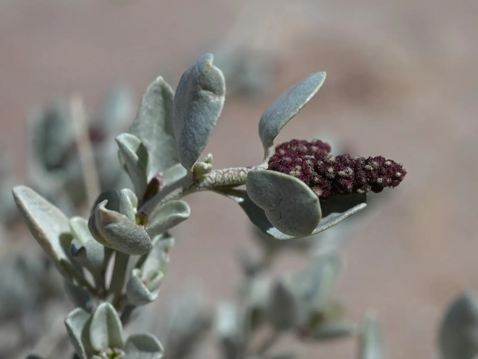 Shadscale (Atriplex Confertifolia) — The Shadscale is dioecious, meaning that individual plants produce either male or female flowers