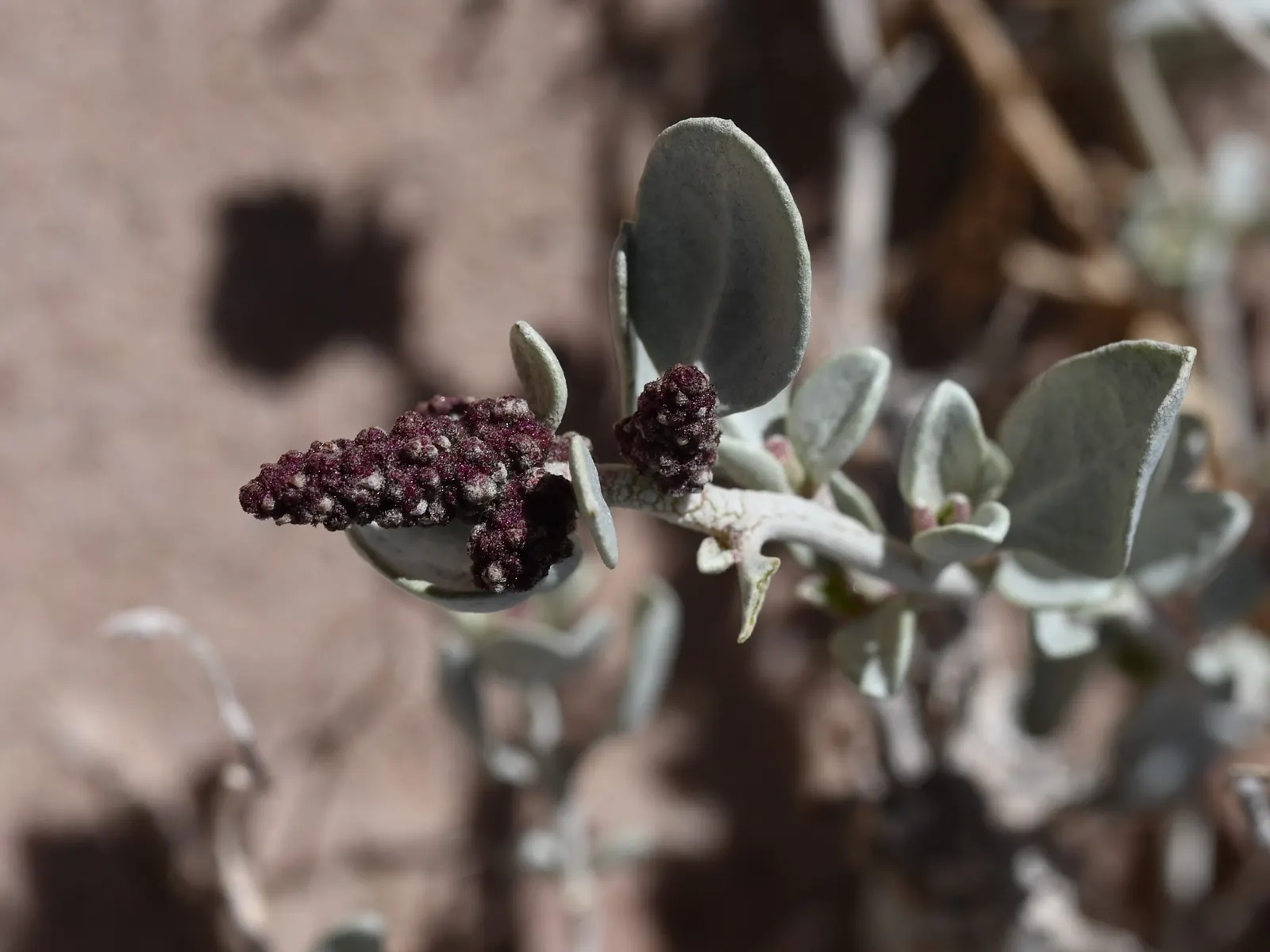 Shadscale (Atriplex Confertifolia) — it thrives in full sun and well-drained soils; it typically reaches 1-3 ft in height and spreads 2-4 ft wide