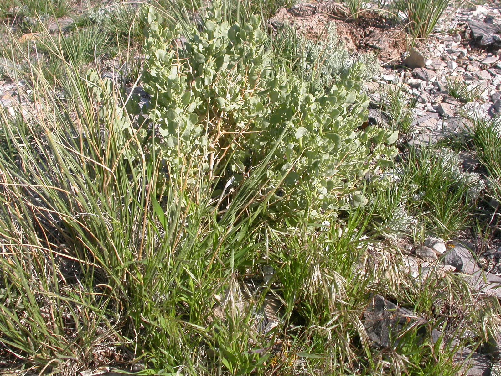 Shadscale (Atriplex Confertifolia) — shrub with yellow blooms