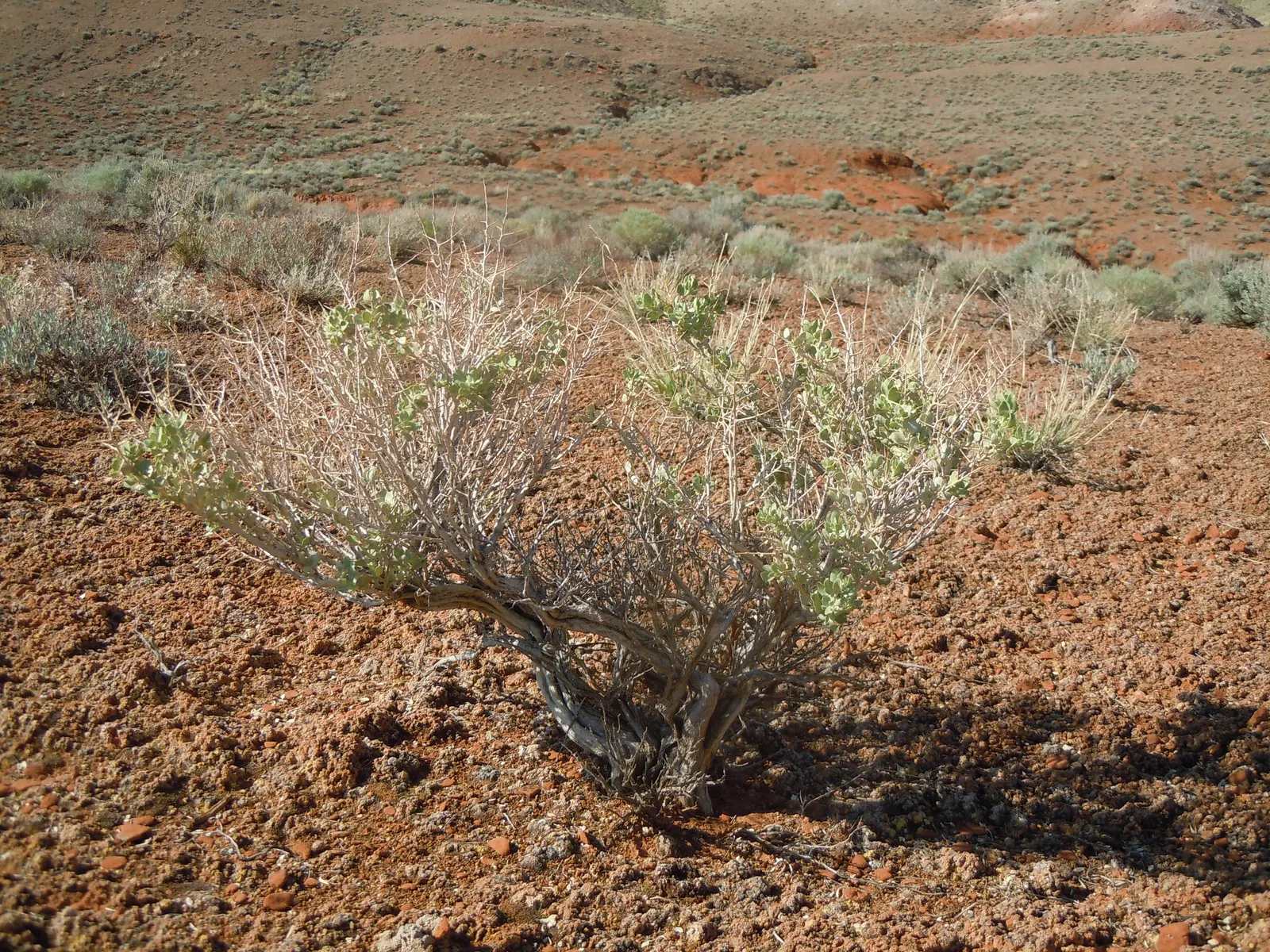 Shadscale (Atriplex Confertifolia) — it provides excellent ground cover and habitat for local wildlife