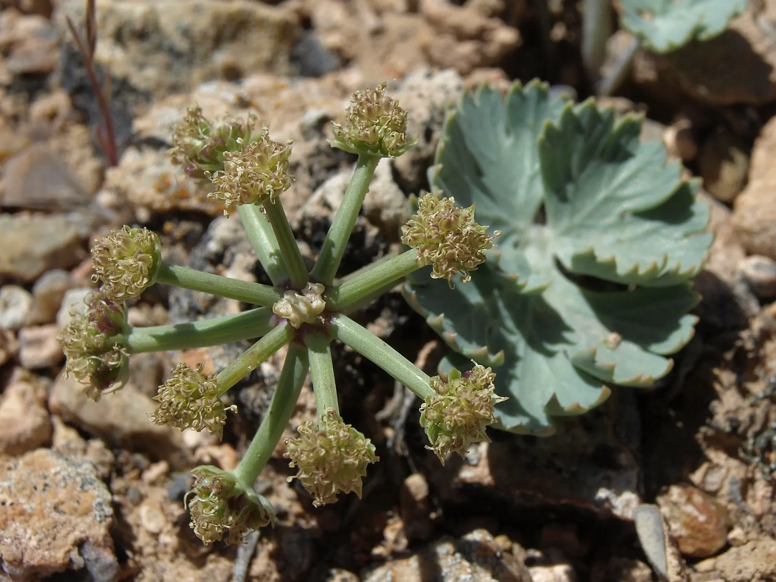 Shadscale (Atriplex Confertifolia) — with silvery-gray foliage that conserves water; scientifically designated as Atriplex confertifolia