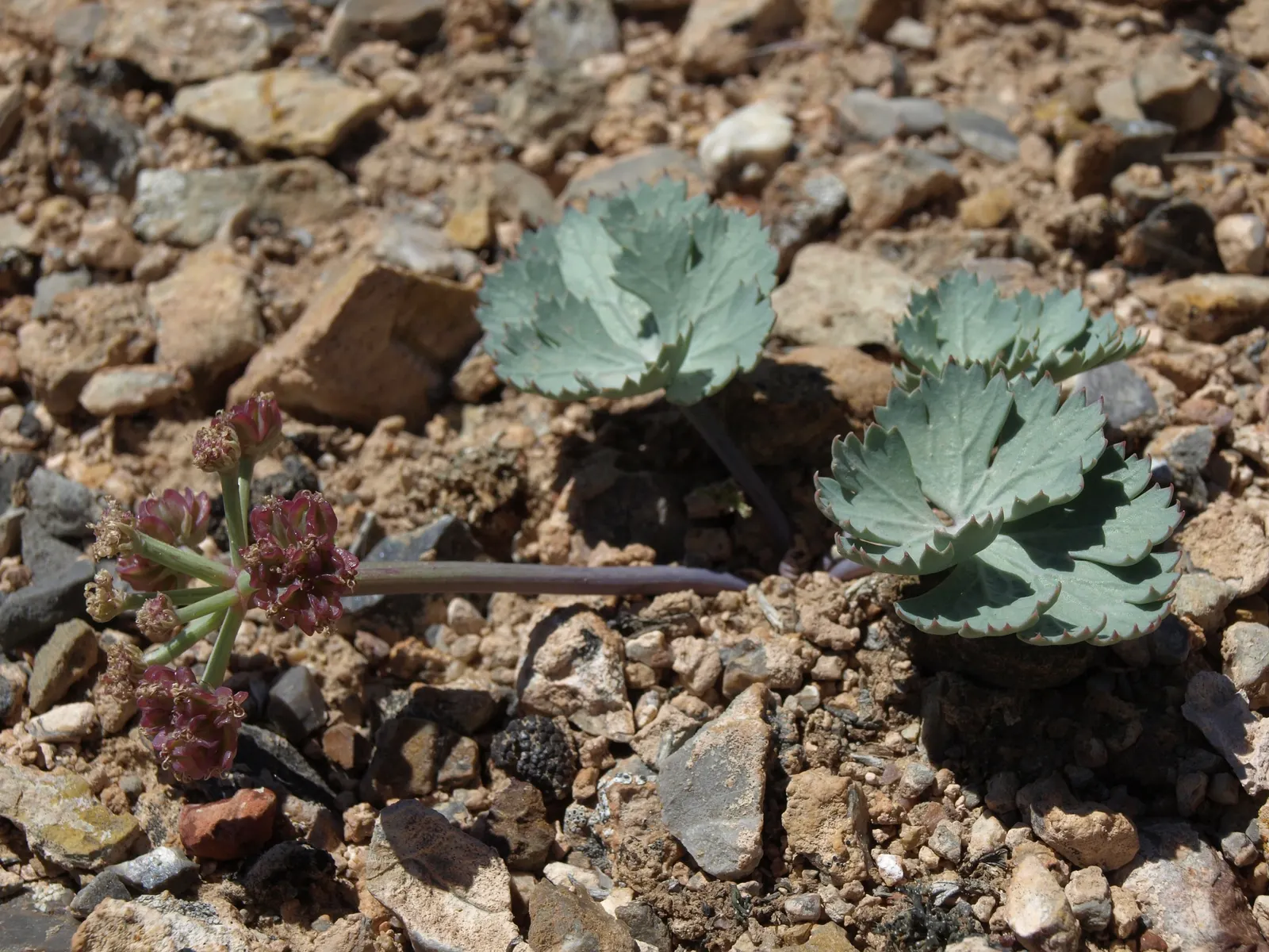 Shadscale (Atriplex Confertifolia) — Shadscale, Atriplex confertifolia, is a resilient, evergreen shrub native to arid western U.S; it thrives in full sun and