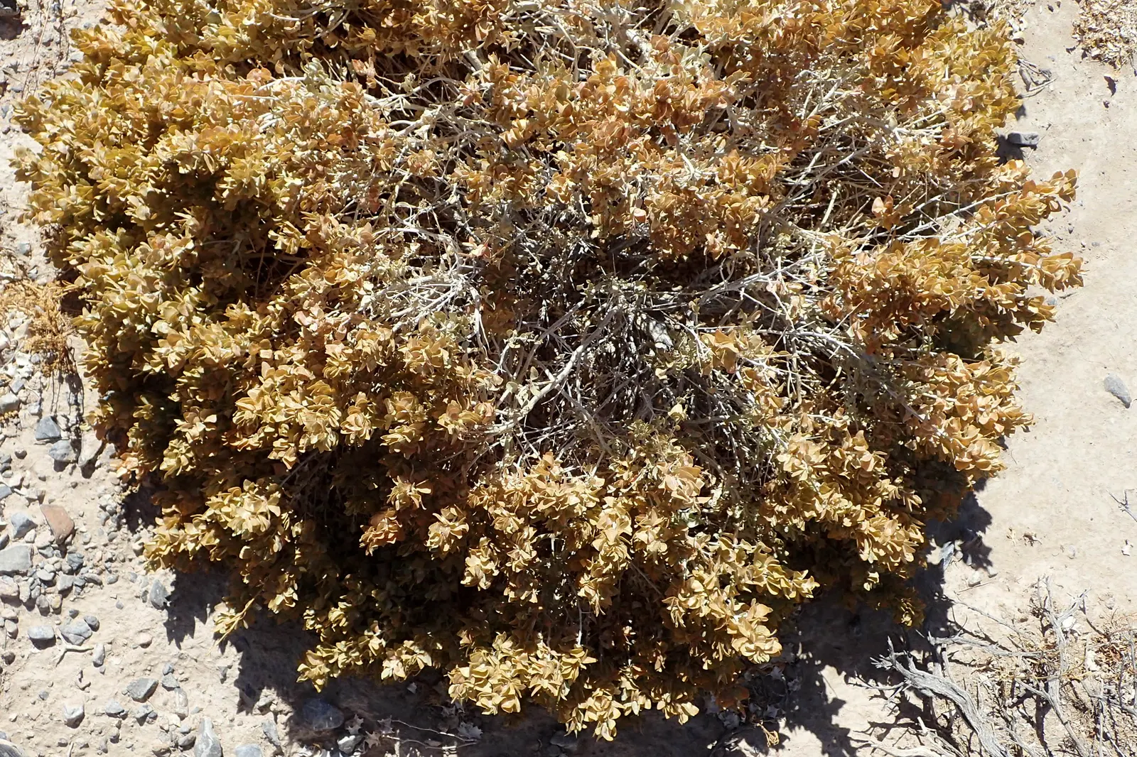 Shadscale (Atriplex Confertifolia) — Plant in clusters or as a singular accent to achieve a genuine desert or high plain aesthetic