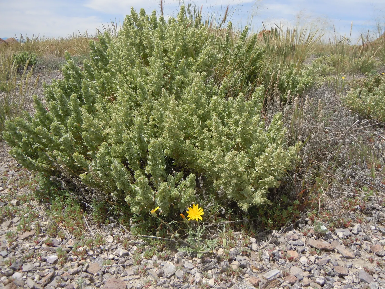 Shadscale (Atriplex Confertifolia) — with an equal or greater spread of 2 to 4 feet