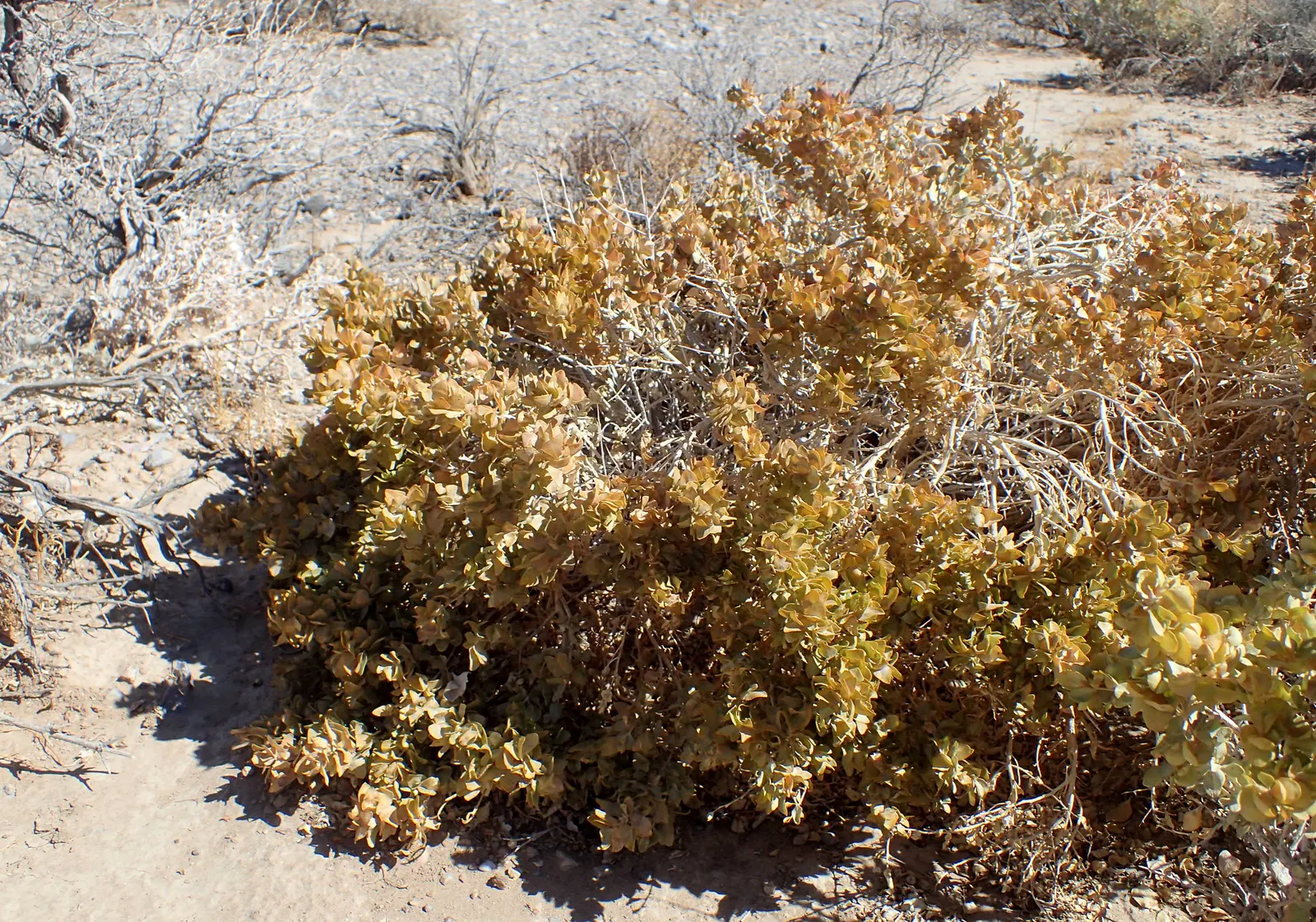 Shadscale (Atriplex Confertifolia) — It typically reaches 1-3 ft in height and spreads 2-4 ft wide; renowned for its resilience and adaptability