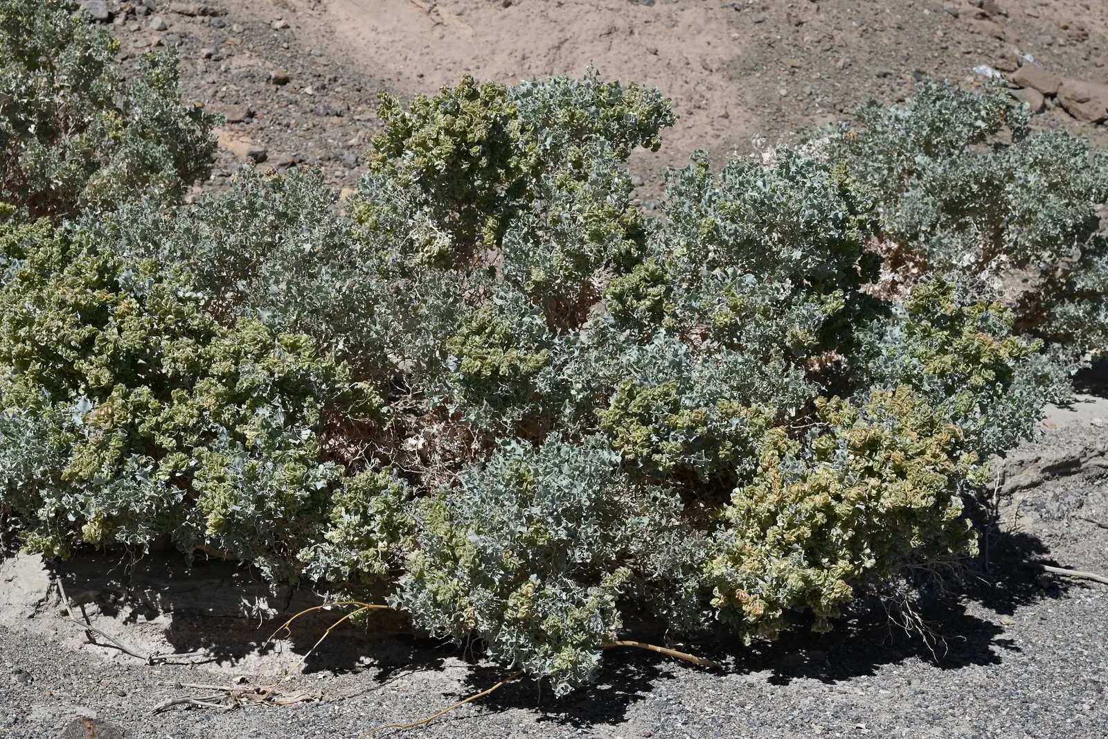 Shadscale (Atriplex Confertifolia) — a key adaptation to its arid habitat