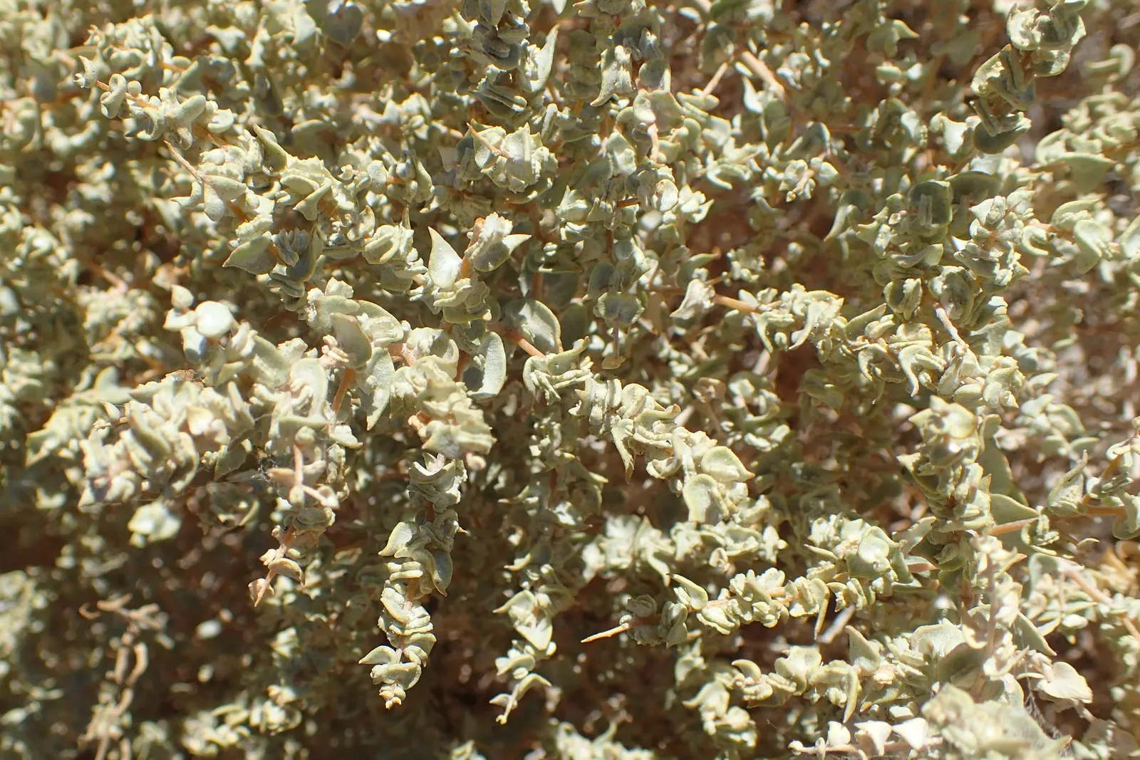 Shadscale (Atriplex Confertifolia) — is a crucial component of arid and semiarid landscapes