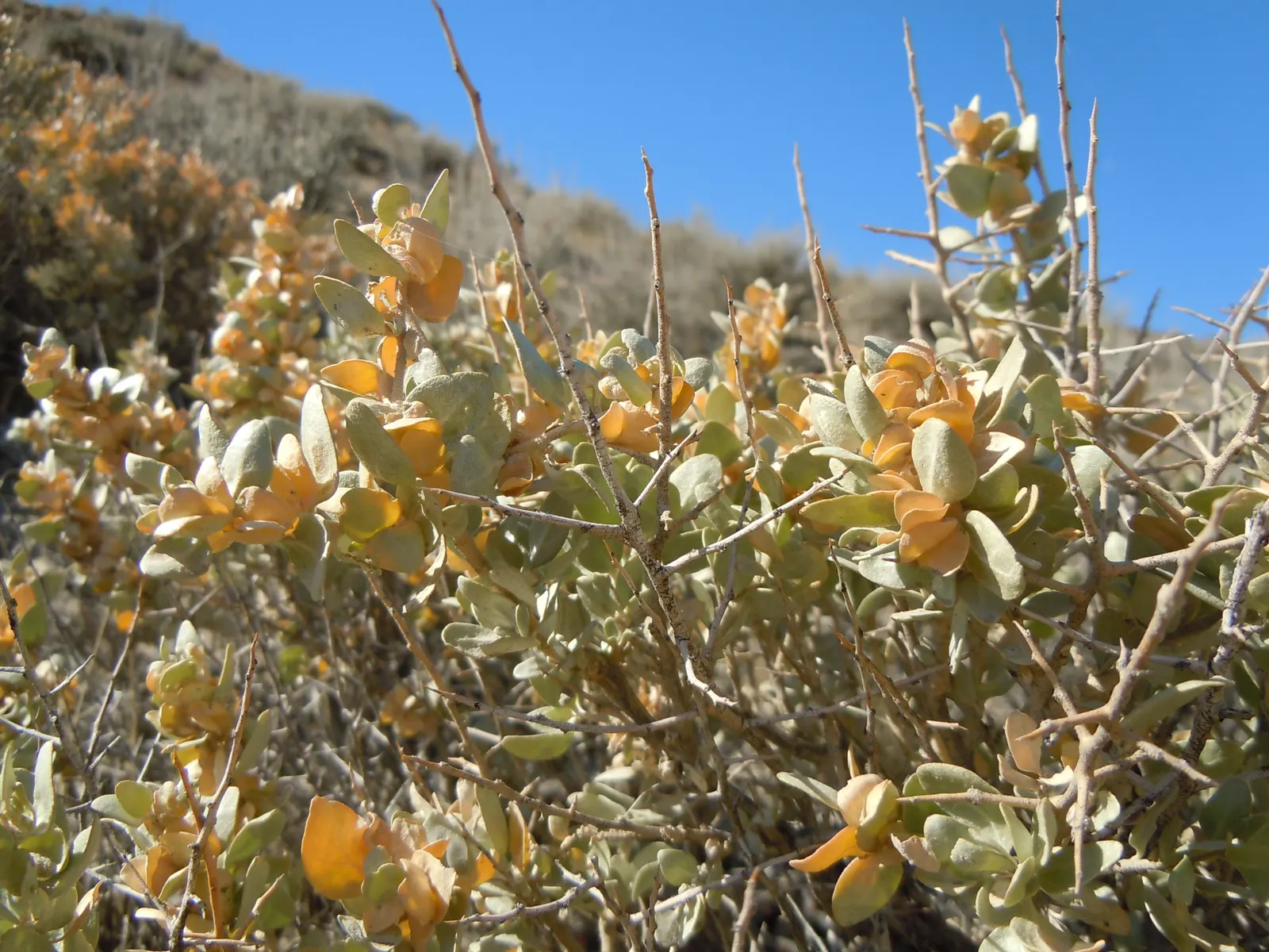 Shadscale (Atriplex Confertifolia) — typically ranging in height from 1.5 to 3 feet