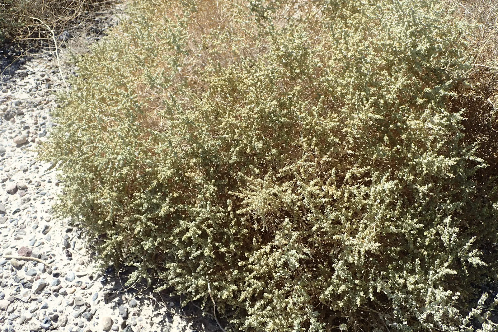 Shadscale (Atriplex Confertifolia) — Small flowers bloom in spring