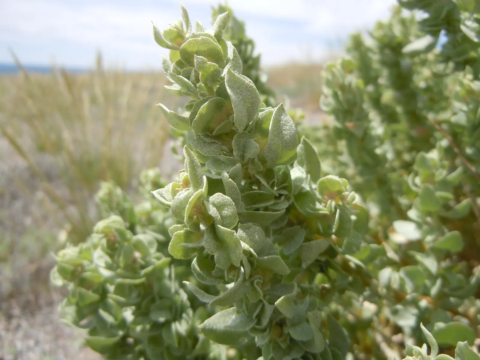 Shadscale (Atriplex Confertifolia) — with minimal maintenance required