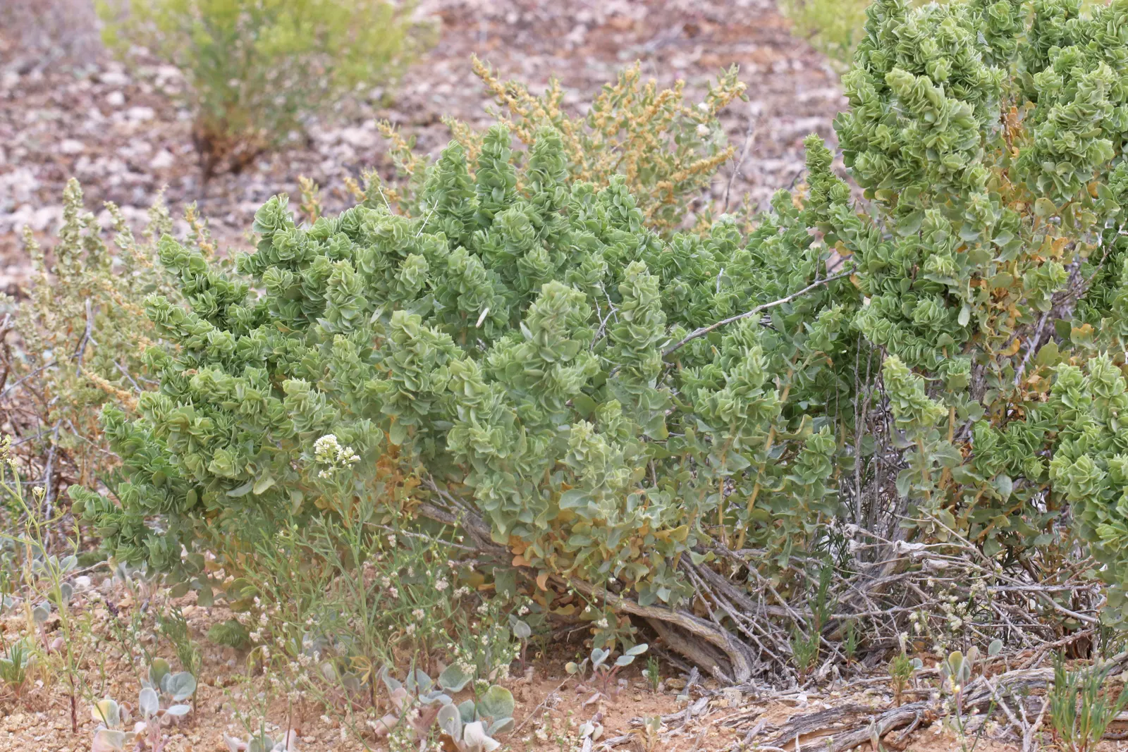 Shadscale (Atriplex Confertifolia) — with silvery-gray foliage that conserves water