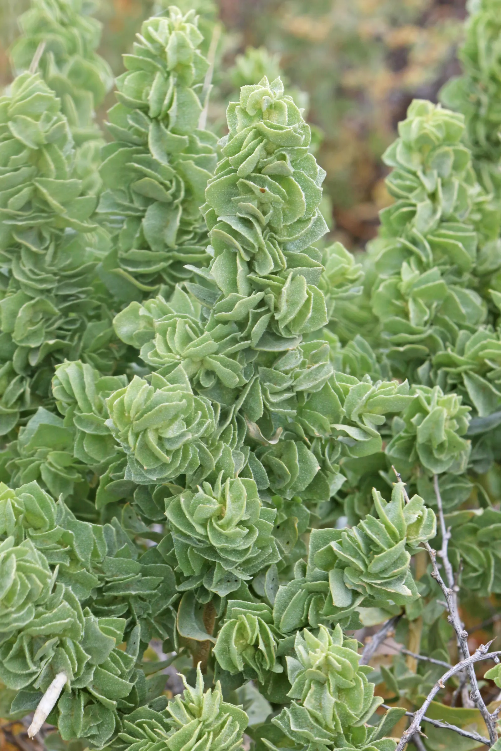 Shadscale (Atriplex Confertifolia) — it thrives in full sun and well-drained soils