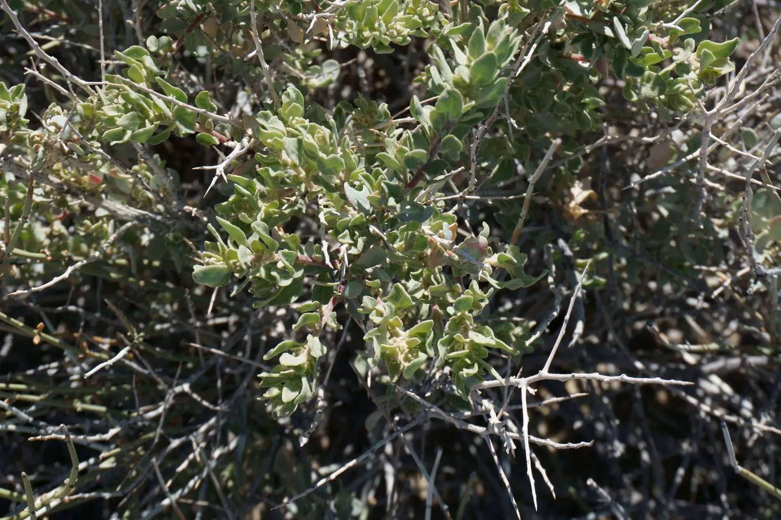 Shadscale (Atriplex Confertifolia) — from well-drained sandy loams to saline and alkaline soils.<br><br>When integrating Shadscale into your design