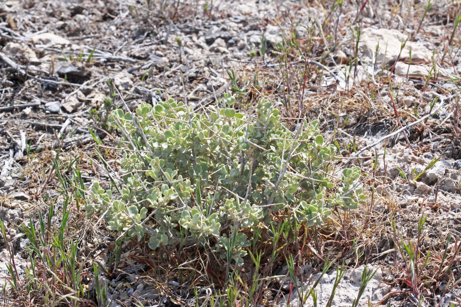 Shadscale (Atriplex Confertifolia) — Shadscale, Atriplex confertifolia, is a resilient, evergreen shrub native to arid western U.S