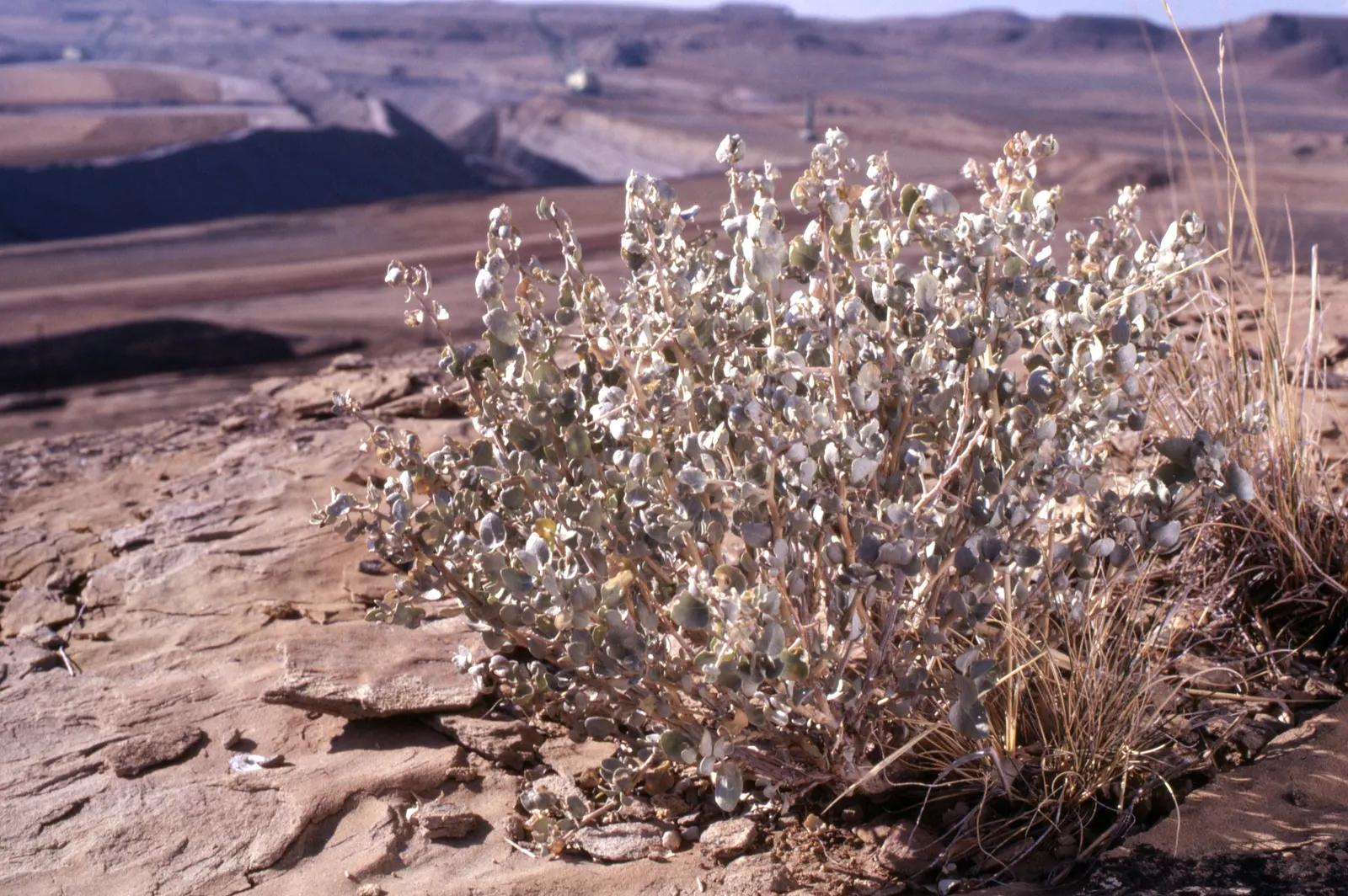 Shadscale (Atriplex Confertifolia) — It prefers full sun exposure and is tolerant of a range of soil types