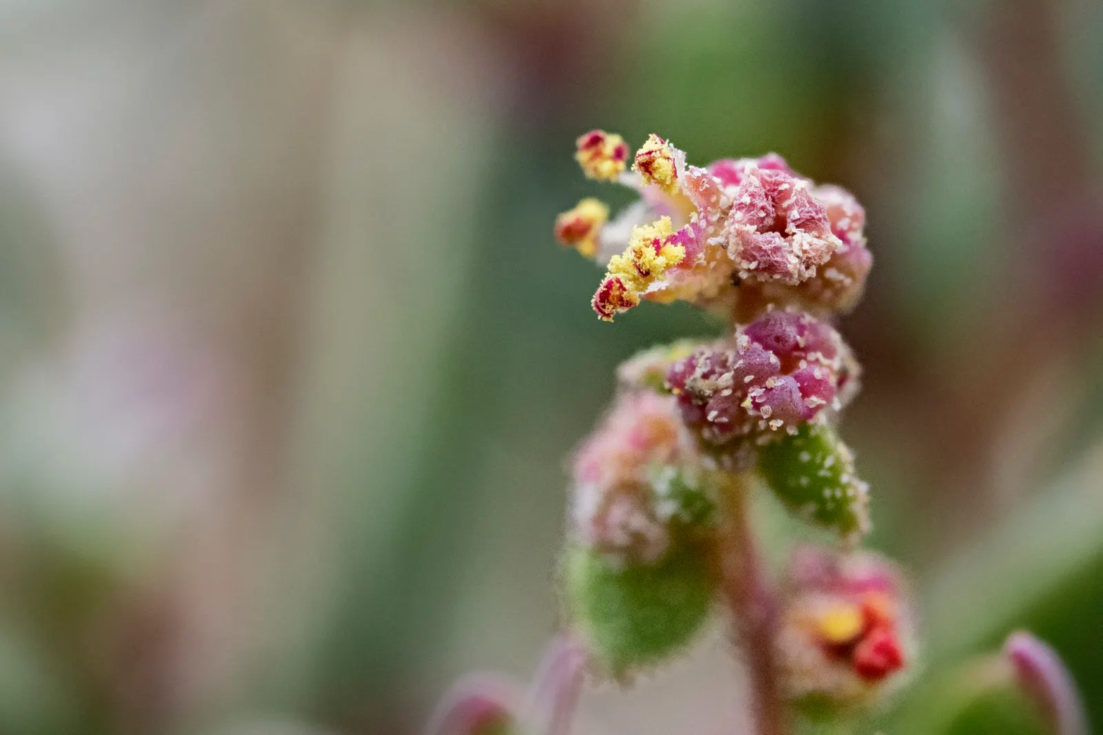 Shadscale (Atriplex Confertifolia) — scientifically designated as Atriplex confertifolia