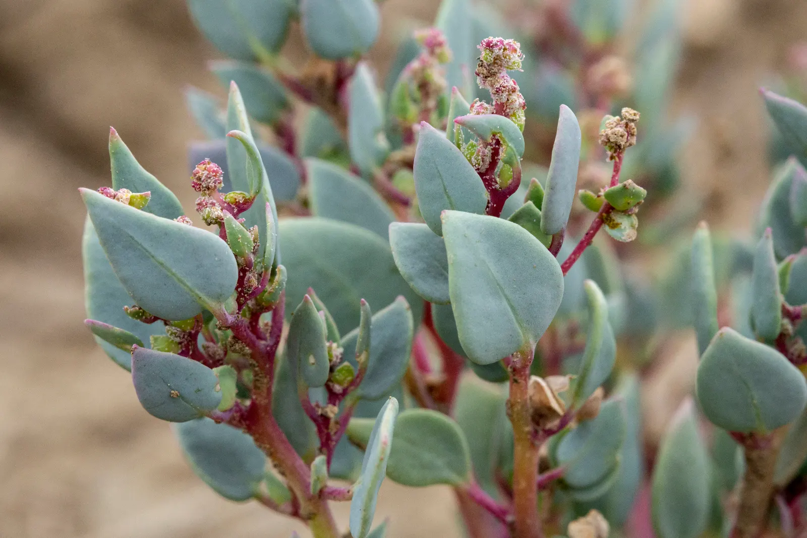 Shadscale (Atriplex Confertifolia) — renowned for its resilience and adaptability