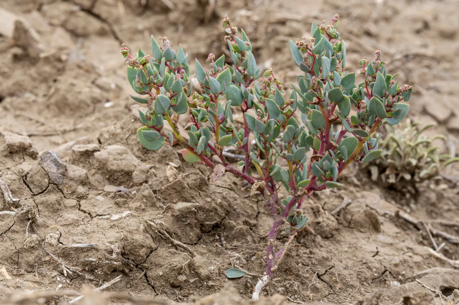 Shadscale (Atriplex Confertifolia) — The leaves are small, scale-like, and succulent, offering a unique texture among garden plantings