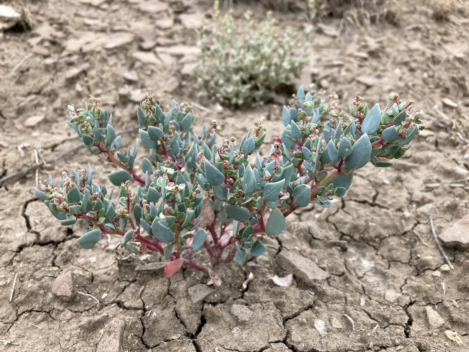 Shadscale (Atriplex Confertifolia) — Adapted to harsh conditions; from well-drained sandy loams to saline and alkaline soils.<br><br>When integrating Shadscale