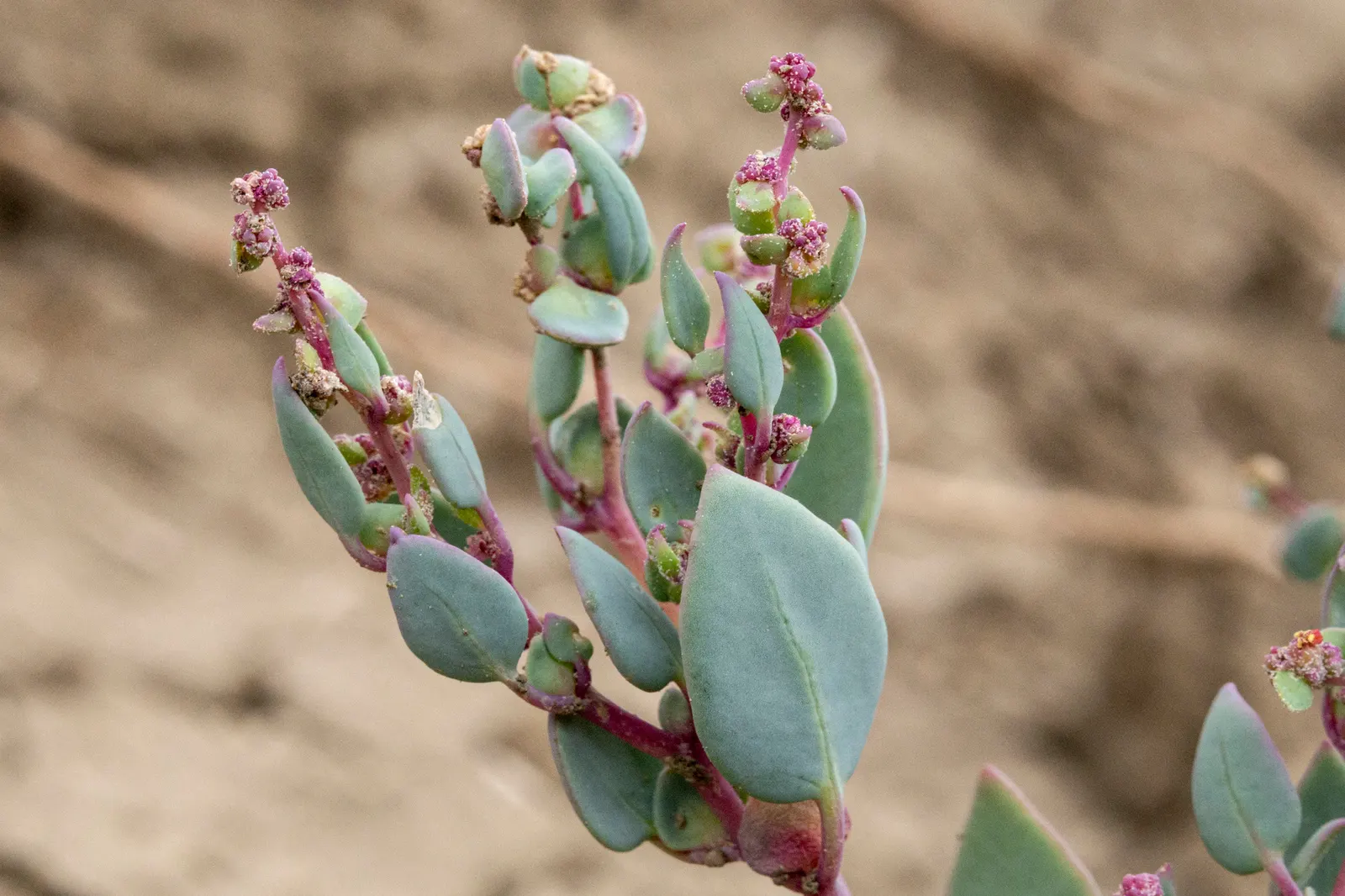 Shadscale (Atriplex Confertifolia) — consider its remarkable ability to withstand high temperatures and its role as wildlife support