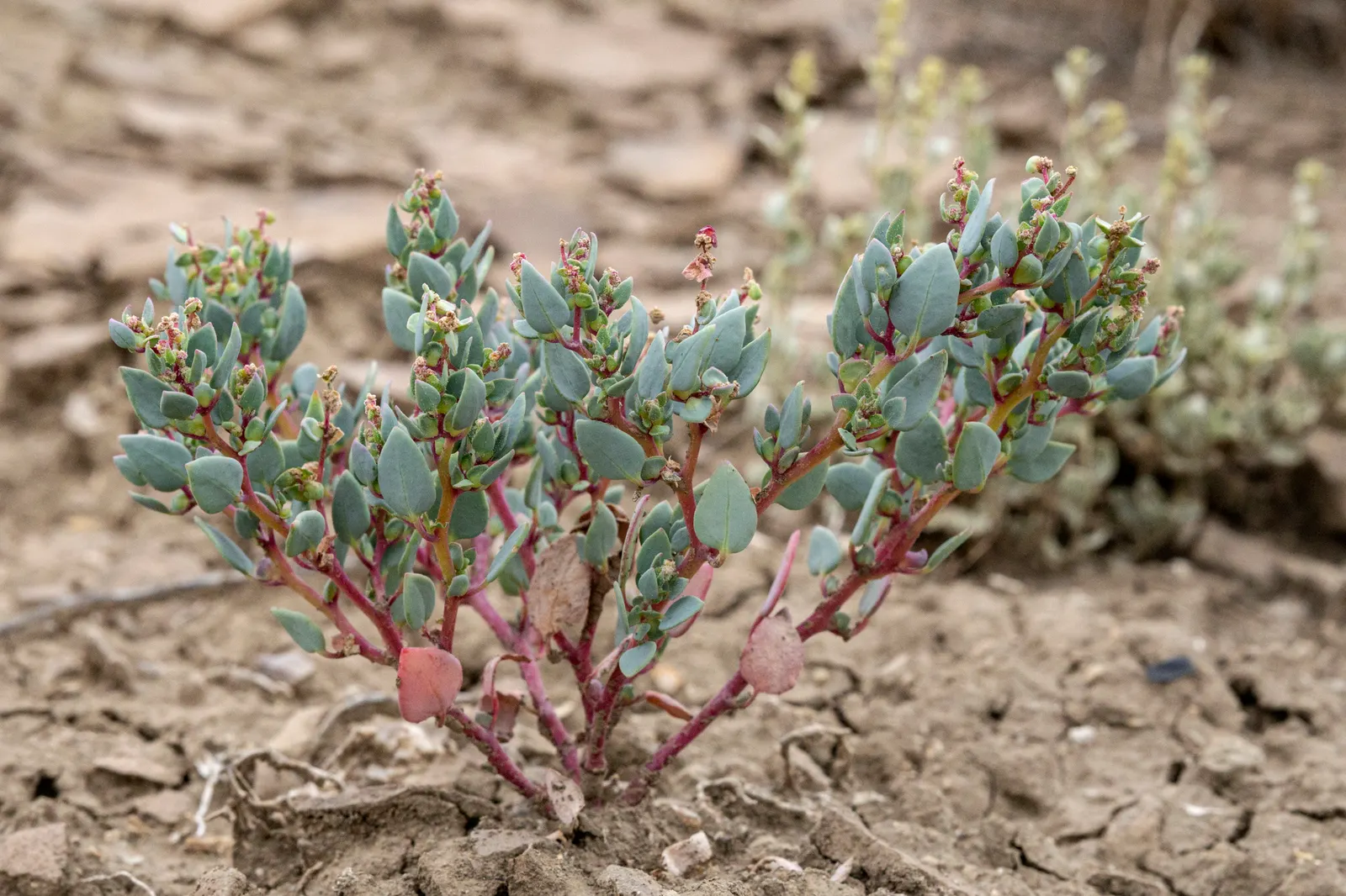 Shadscale (Atriplex Confertifolia) — shrub for full