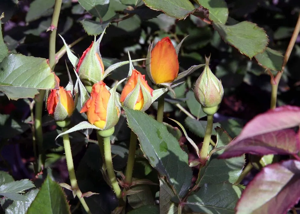 Orange Honey Rose (Rosa 'Orange Honey') — This rose reaches a height of 2 to 3 feet with a similar spread