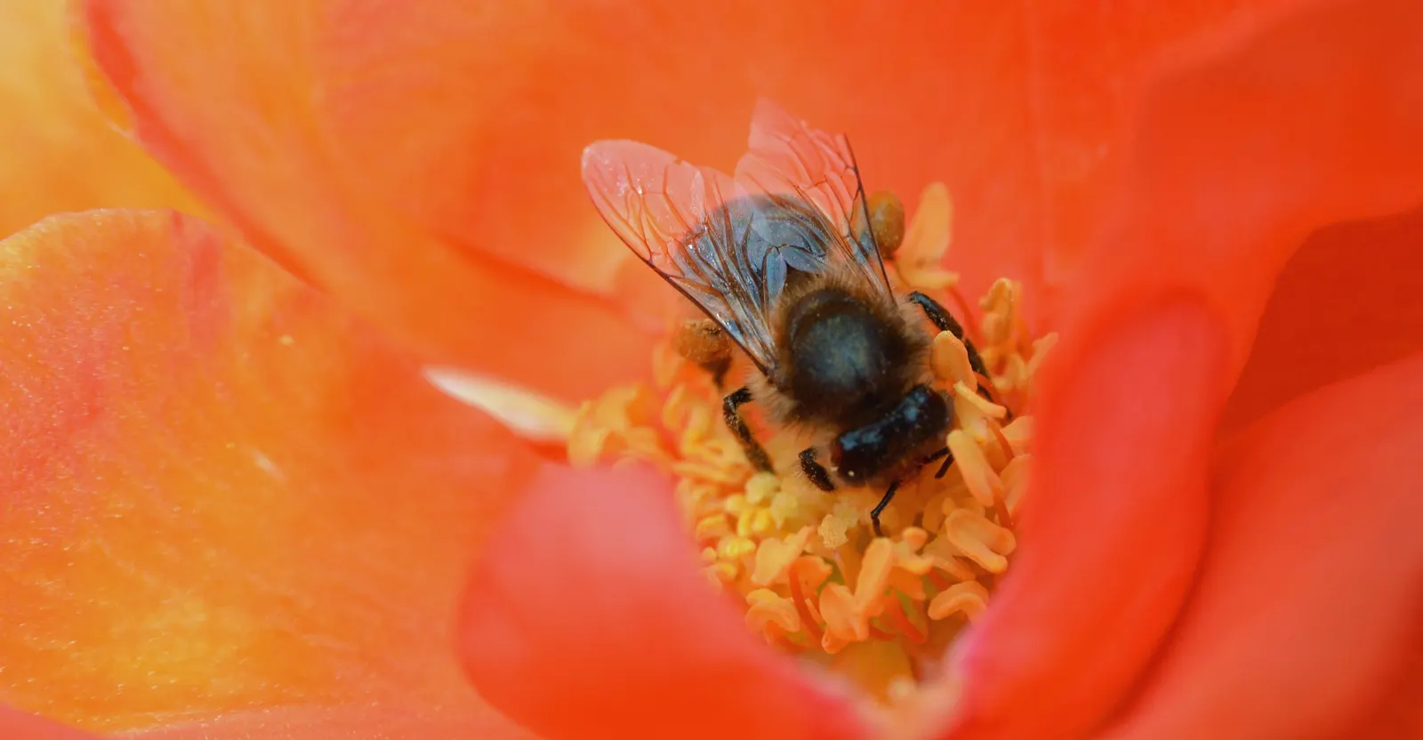 Orange Honey Rose (Rosa 'Orange Honey') — Blooms profusely from late spring to fall, providing long-lasting color