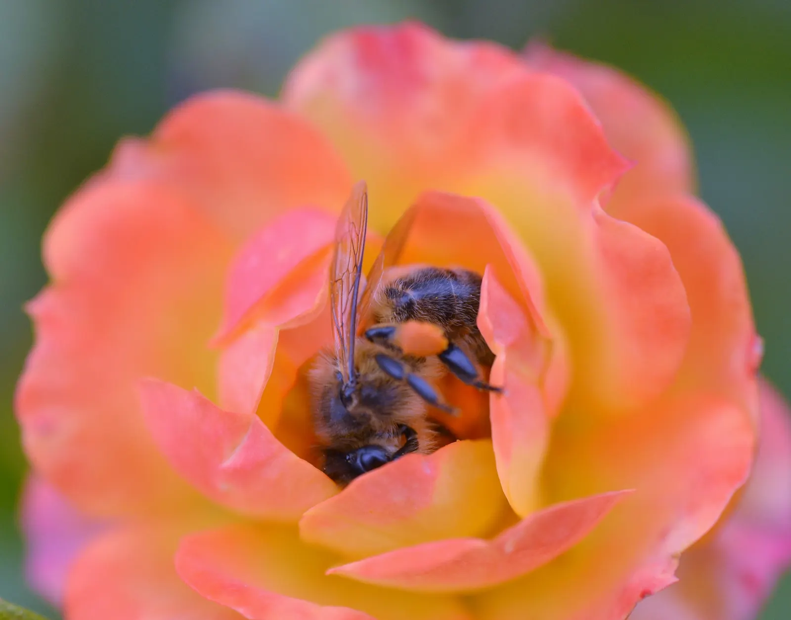 Orange Honey Rose (Rosa 'Orange Honey') — Disease-resistant foliage emerges with a reddish tint, maturing to a glossy green