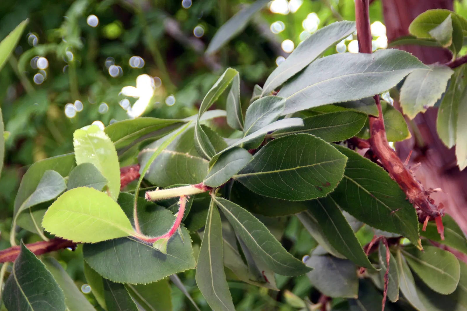 Marina Strawberry Tree (Arbutus 'Marina') — commonly known as the Marina Strawberry Tree