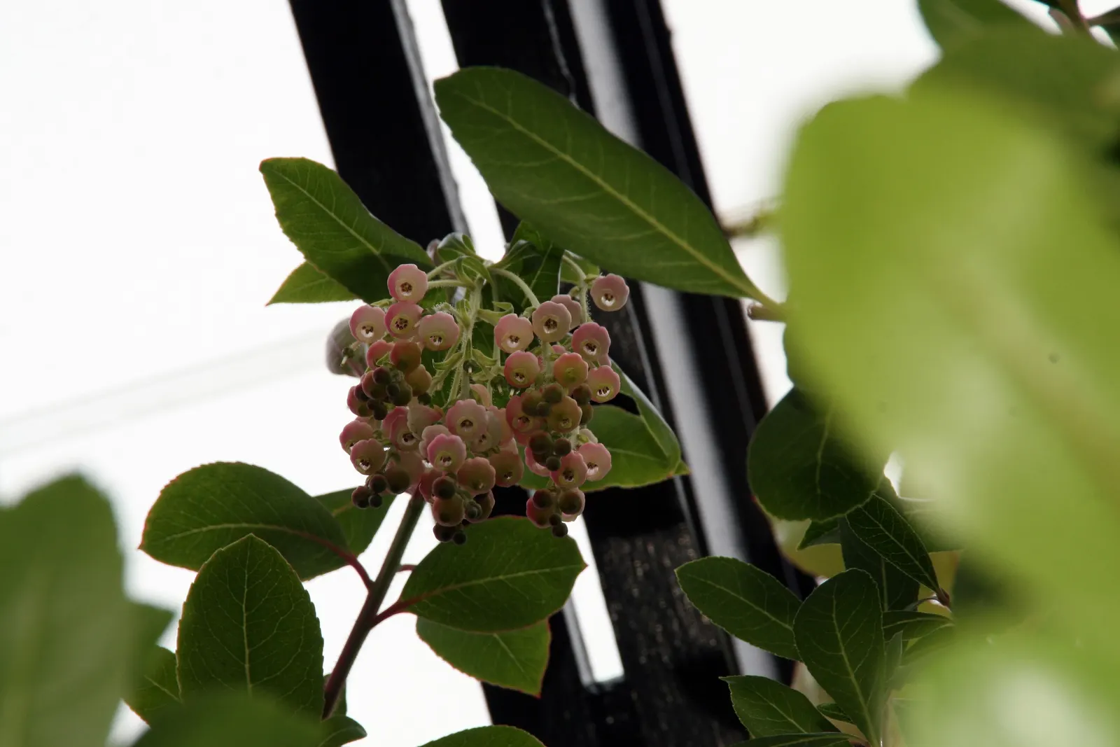 Marina Strawberry Tree (Arbutus 'Marina') — commonly referred to as the Marina Strawberry Tree