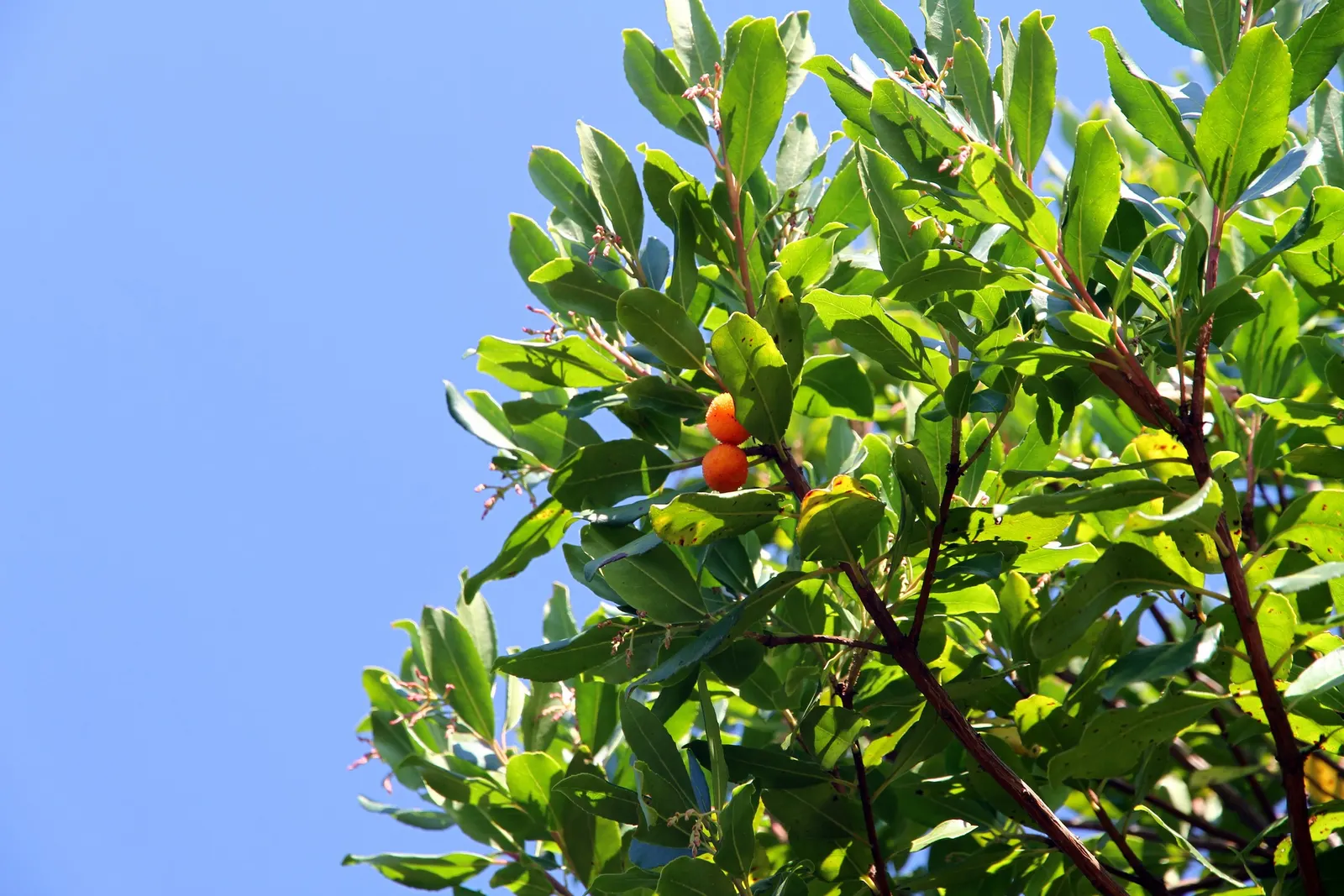 Marina Strawberry Tree (Arbutus 'Marina') — It blossoms pink bell-shaped flowers in fall, which give way to edible red berries