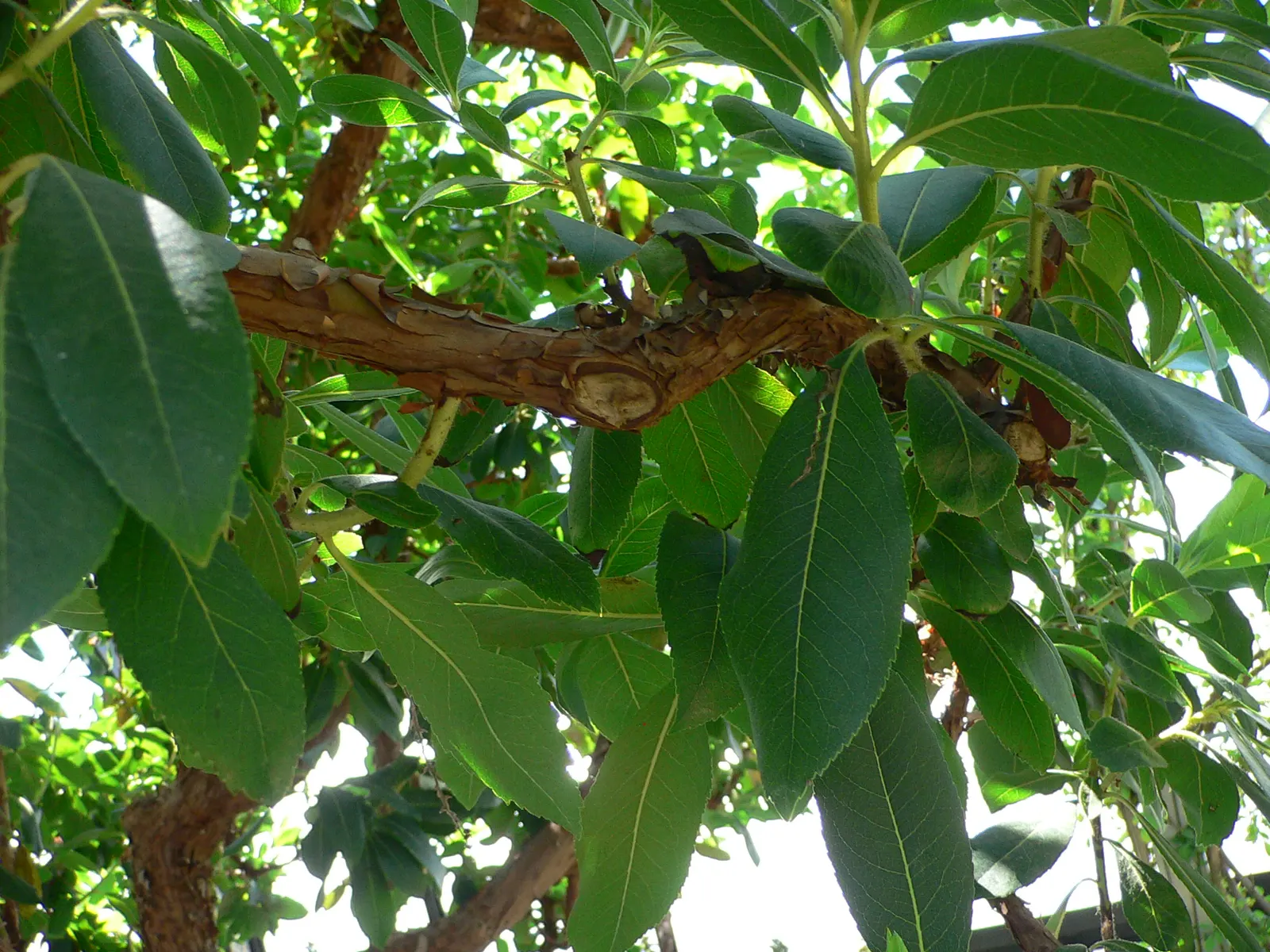 Marina Strawberry Tree (Arbutus 'Marina') — reddish-brown bark that peels away to reveal new