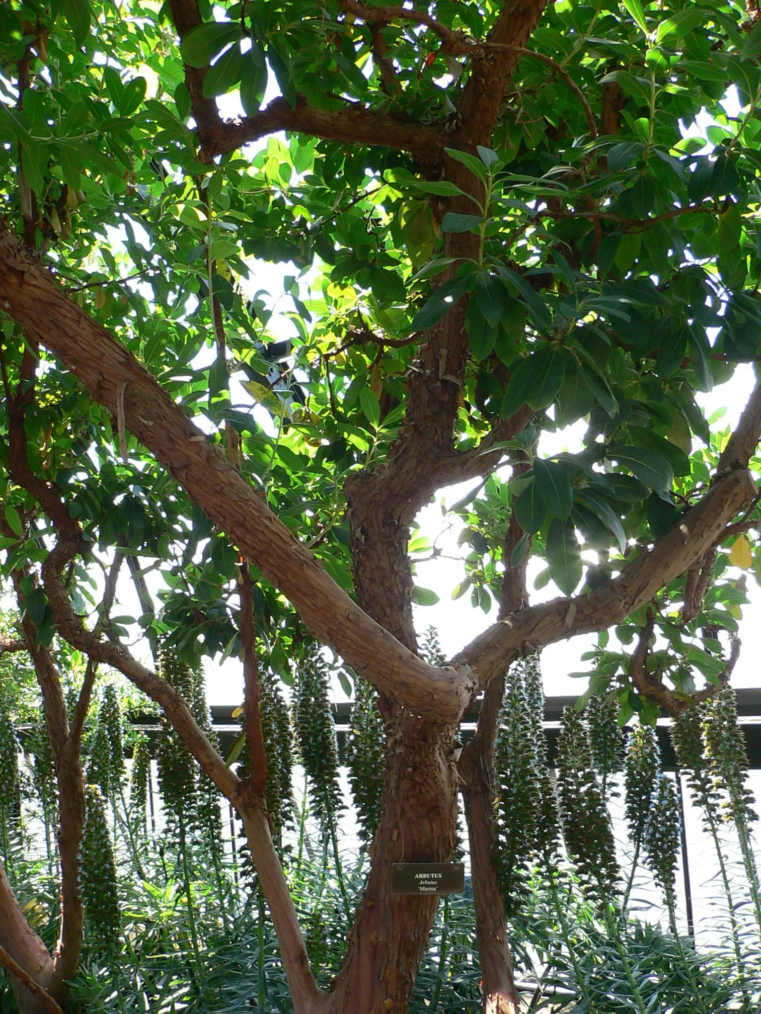 Marina Strawberry Tree (Arbutus 'Marina') — cinnamon-colored layers underneath