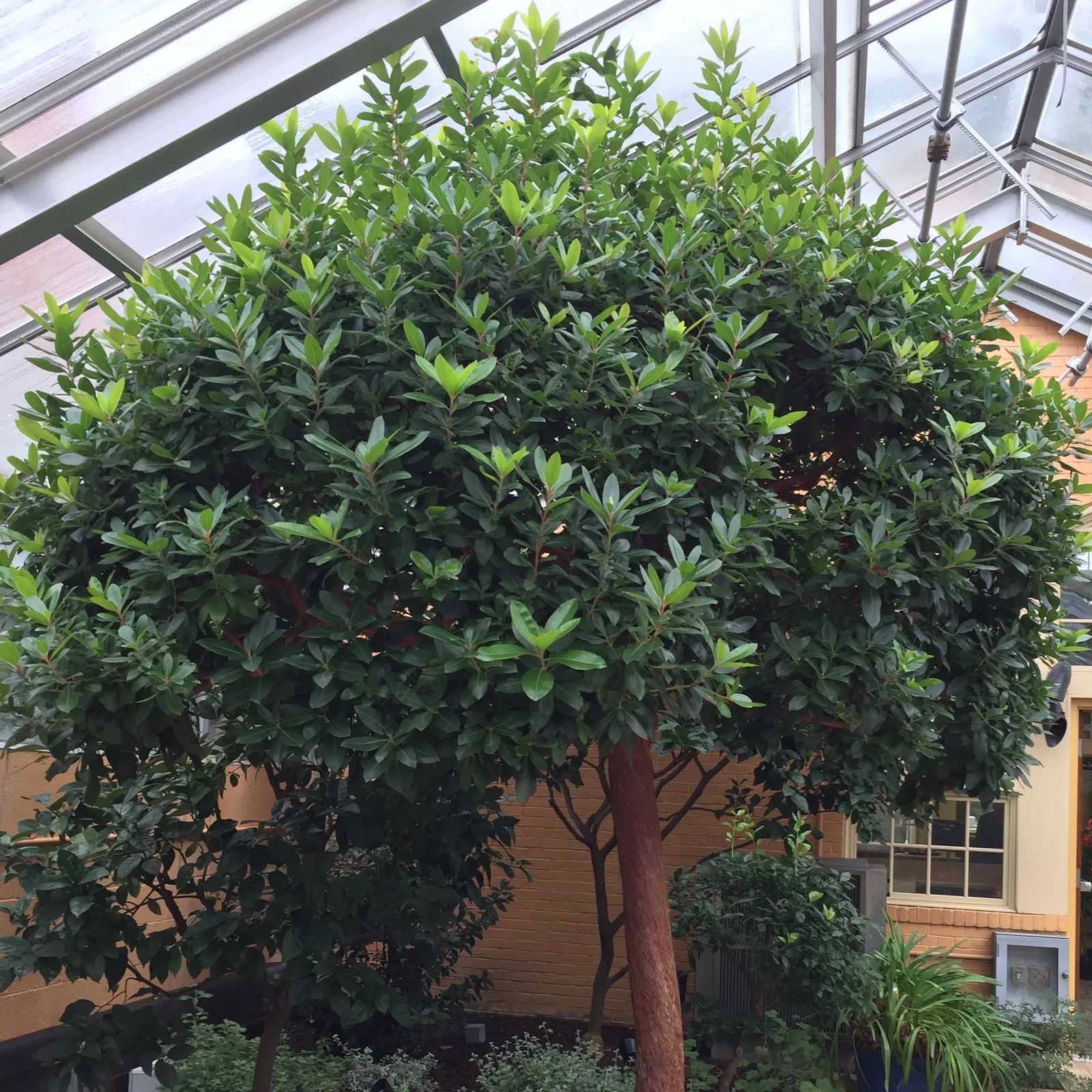 Marina Strawberry Tree (Arbutus 'Marina') — This tree thrives in full sun to partial shade, reaching heights of 30-50 feet with a spread of 20-35 feet