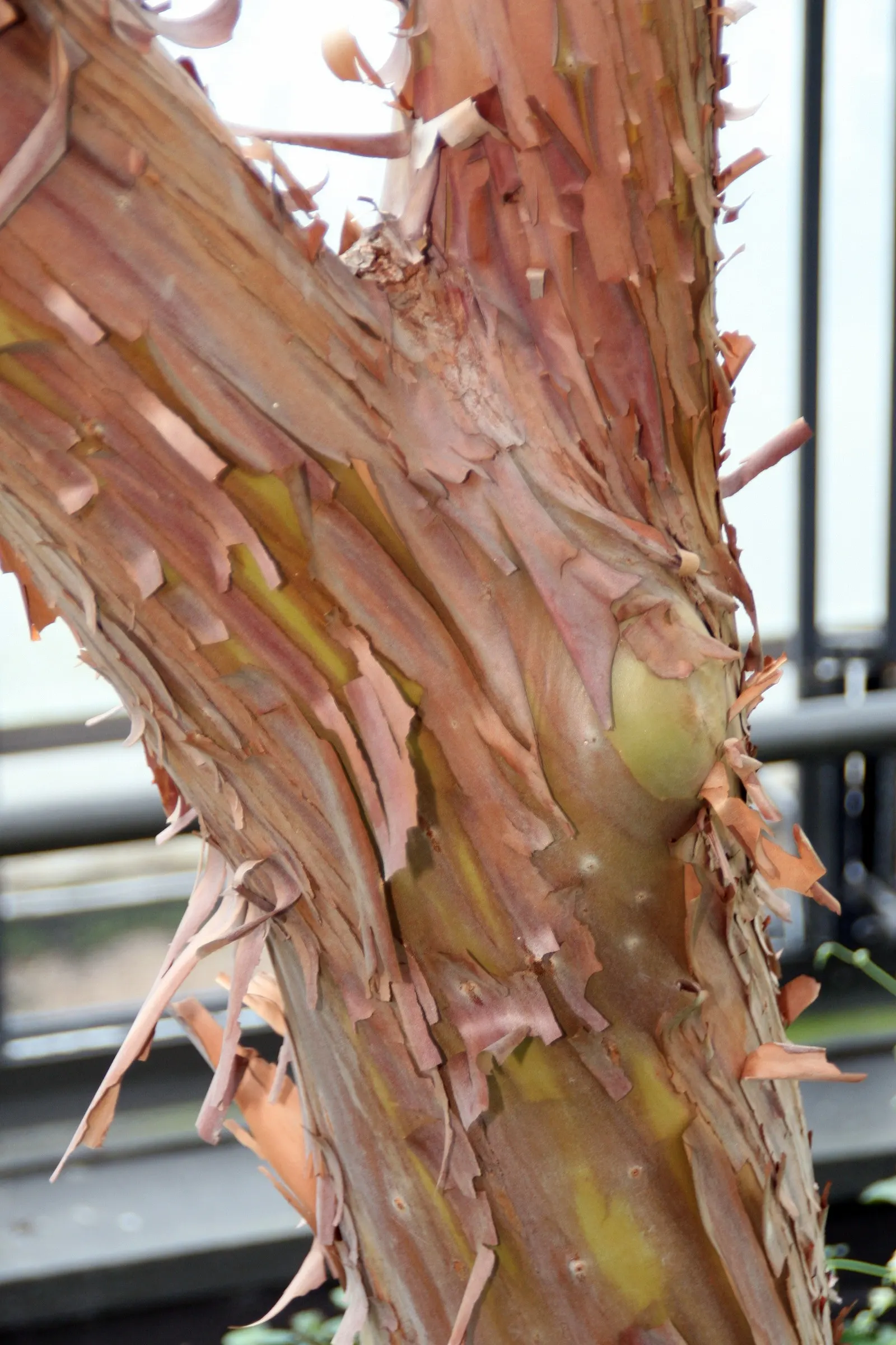 Marina Strawberry Tree (Arbutus 'Marina') — This tree typically reaches an impressive height of 30 to 50 feet with a spread of 20 to 35 feet