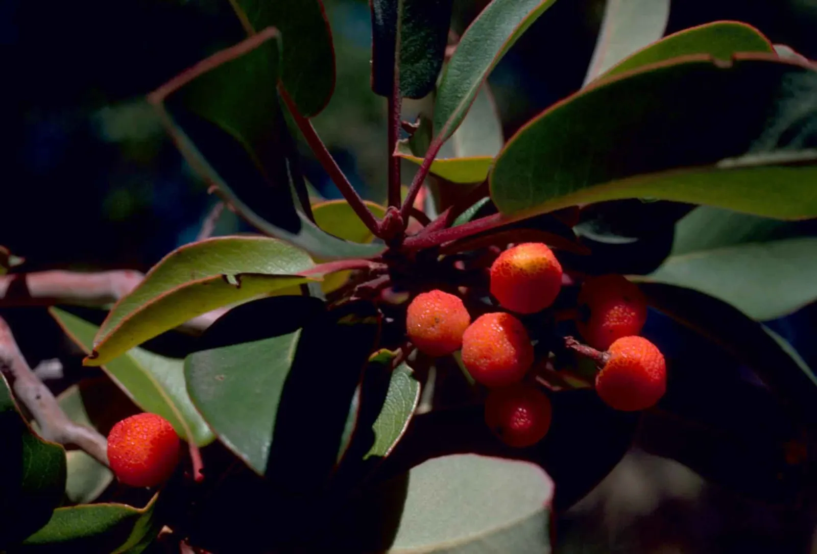 Marina Strawberry Tree (Arbutus 'Marina') — is an evergreen ornamental with attractive reddish bark and glossy green leaves